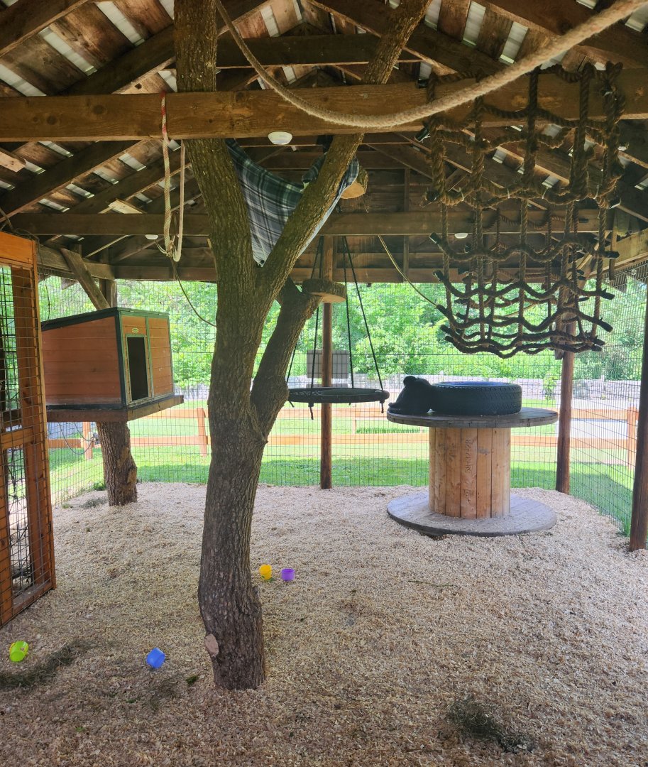 Fort Rickey Zoo - Spider monkey exhibit