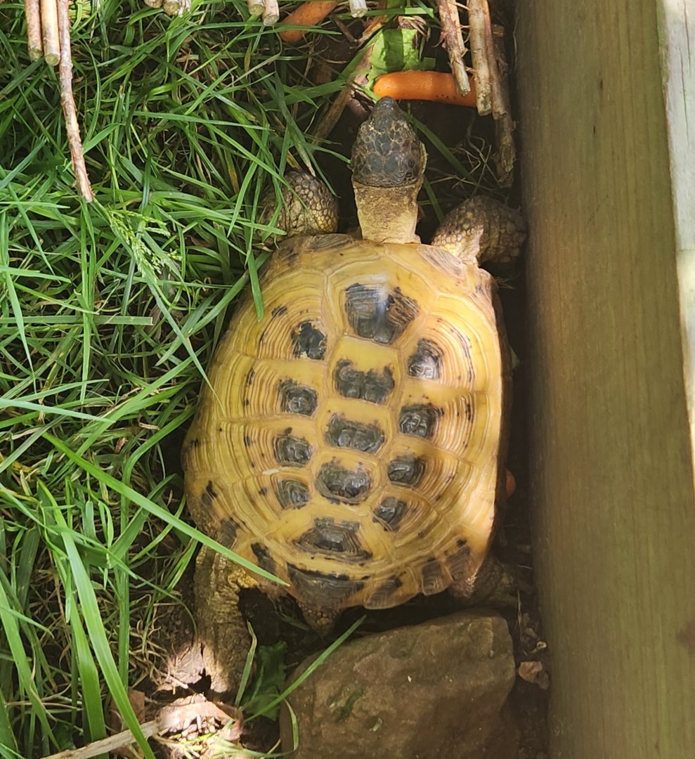 Fort Rickey Zoo - Testudo horsfieldi