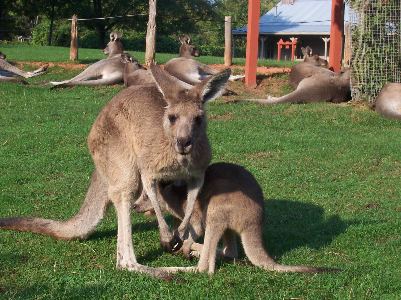 Fort Wayne Kangaroos