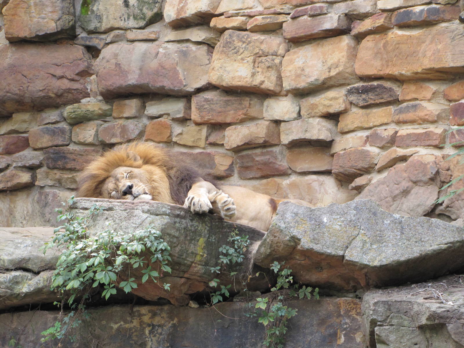 Fort Worth Zoo 2010 - African Lion