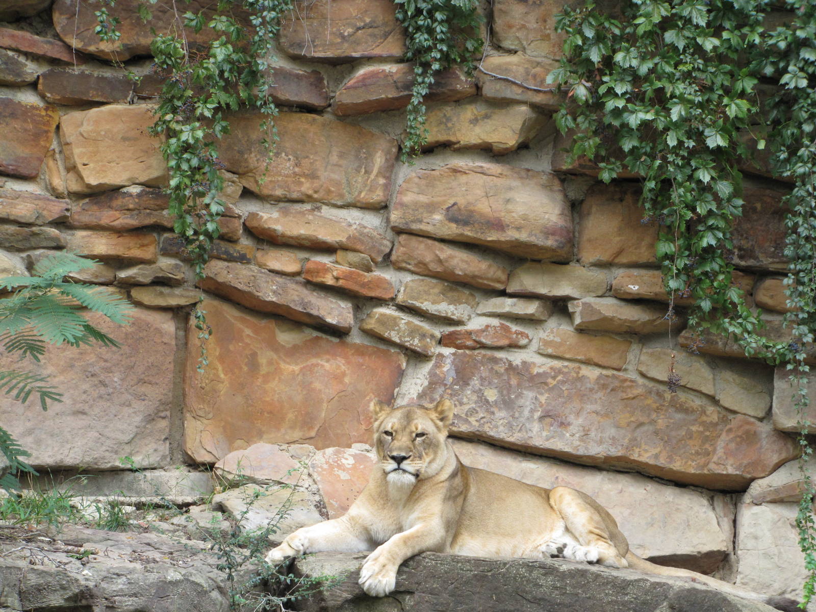 Fort Worth Zoo 2010 - African Lioness