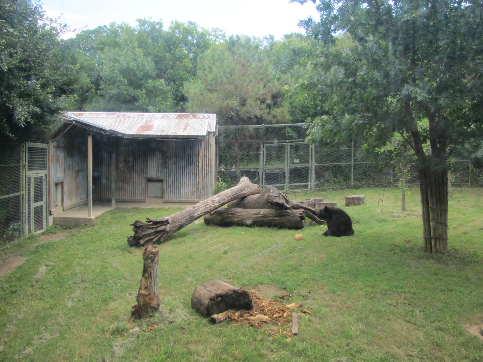 Fort Worth Zoo 2010 - American Black Bear exhibit in Texas Wild