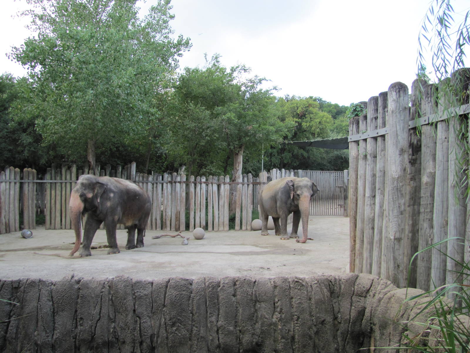 Fort Worth Zoo 2010 - Asiatic Elephants in Asian Falls