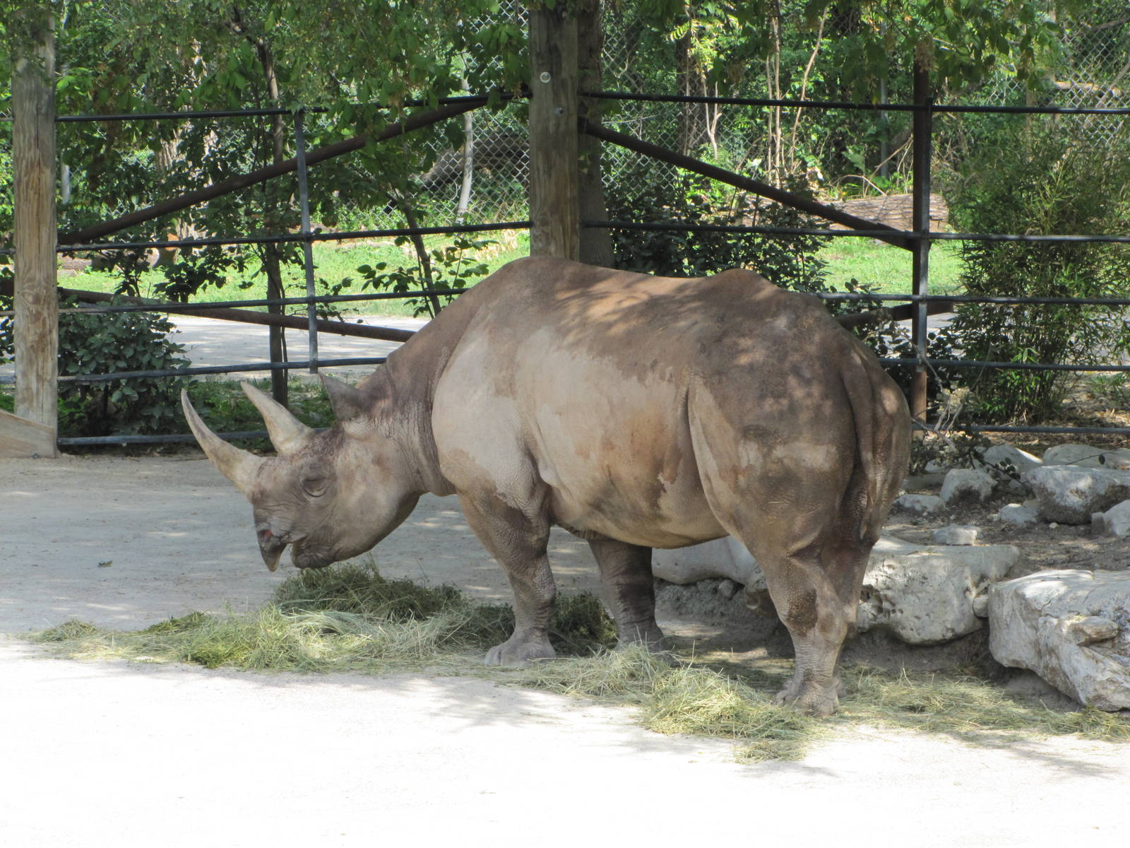 Fort Worth Zoo 2010 - Black Rhinoceros