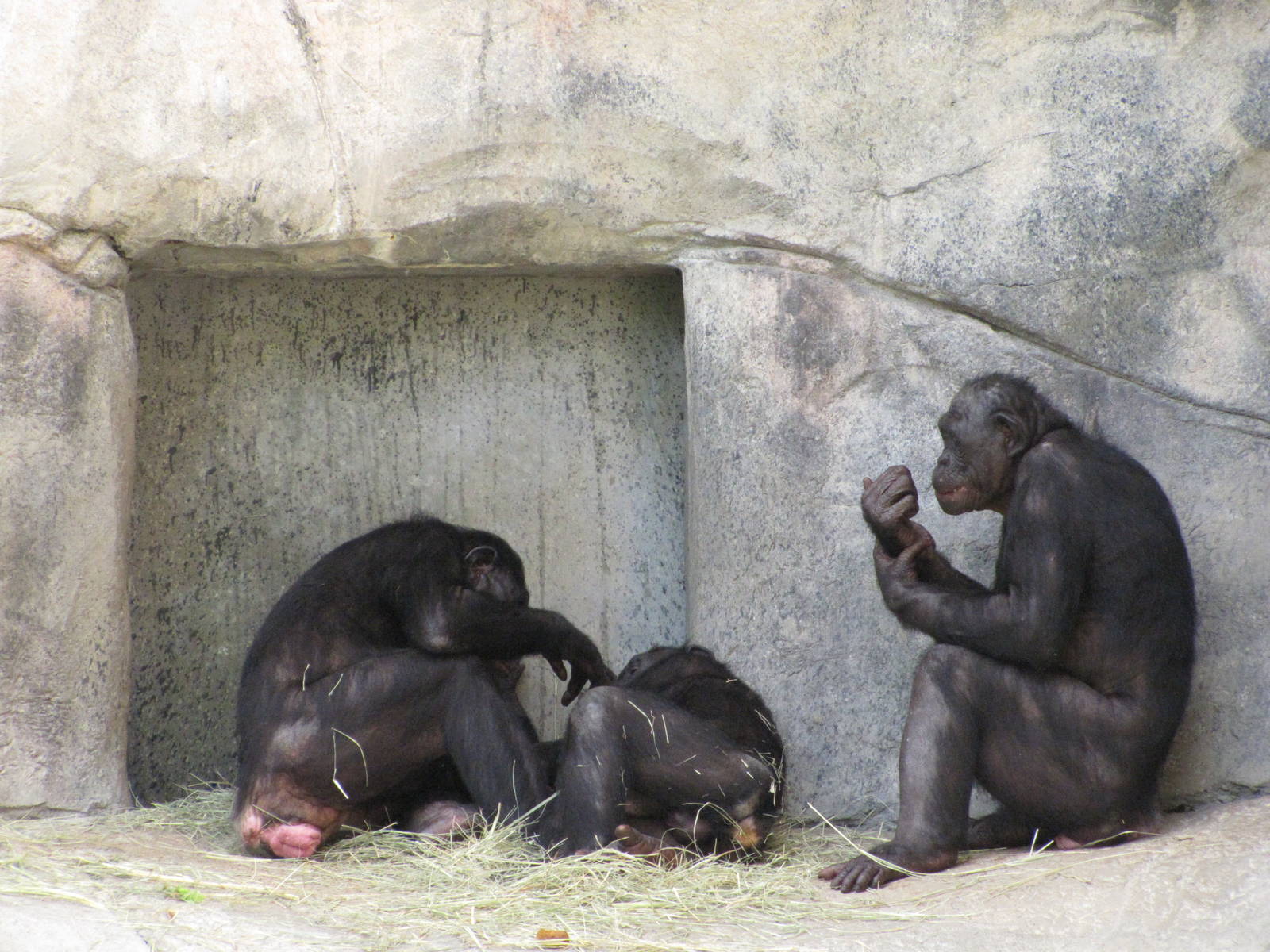 Fort Worth Zoo 2010 - Bonobos in World of Primates