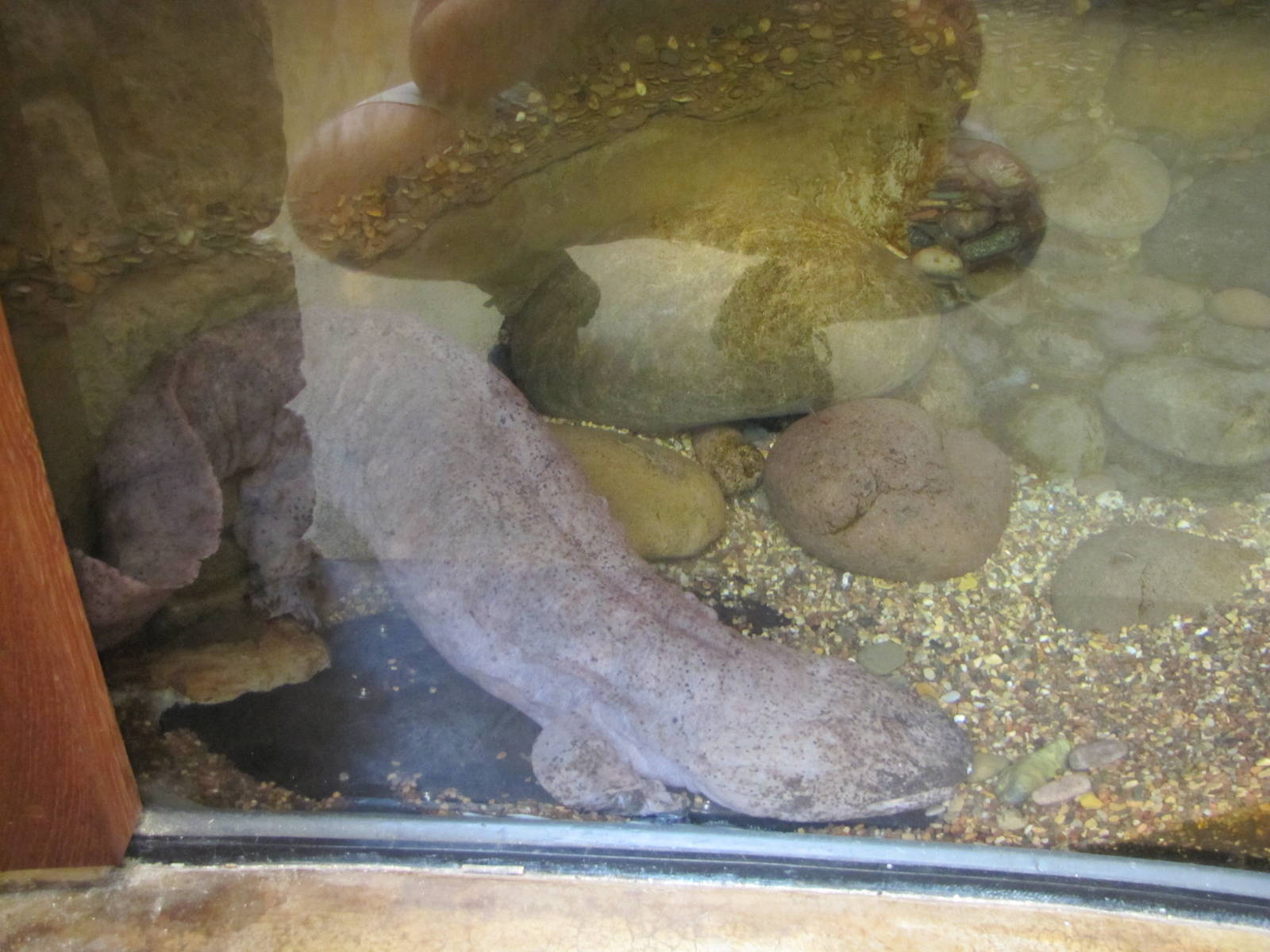 Fort Worth Zoo 2010 - Chinese Giant Salamander in the Museum of Living Art