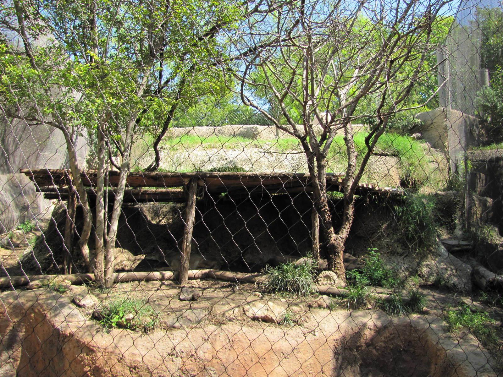 Fort Worth Zoo 2010 - Coyote exhibit in Texas Wild