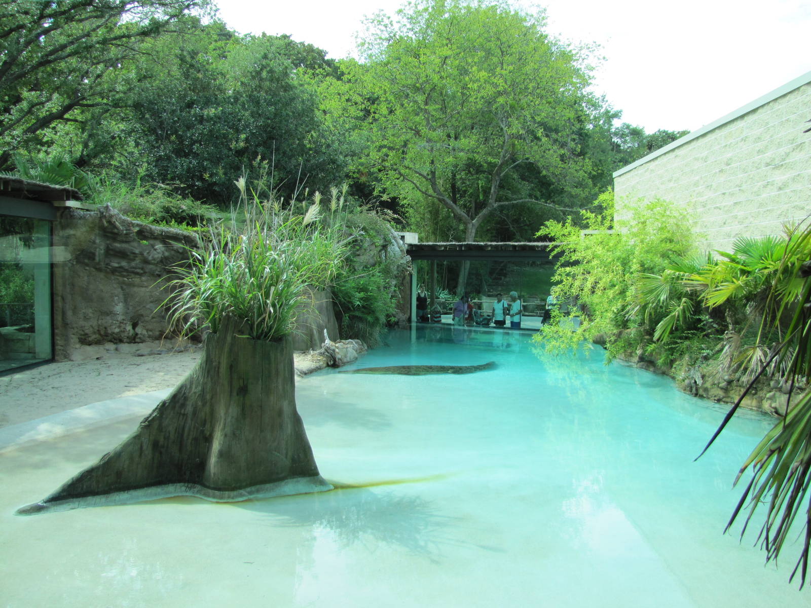Fort Worth Zoo 2010 - Estuarine Crocodile exhibit at the Museum of Living A