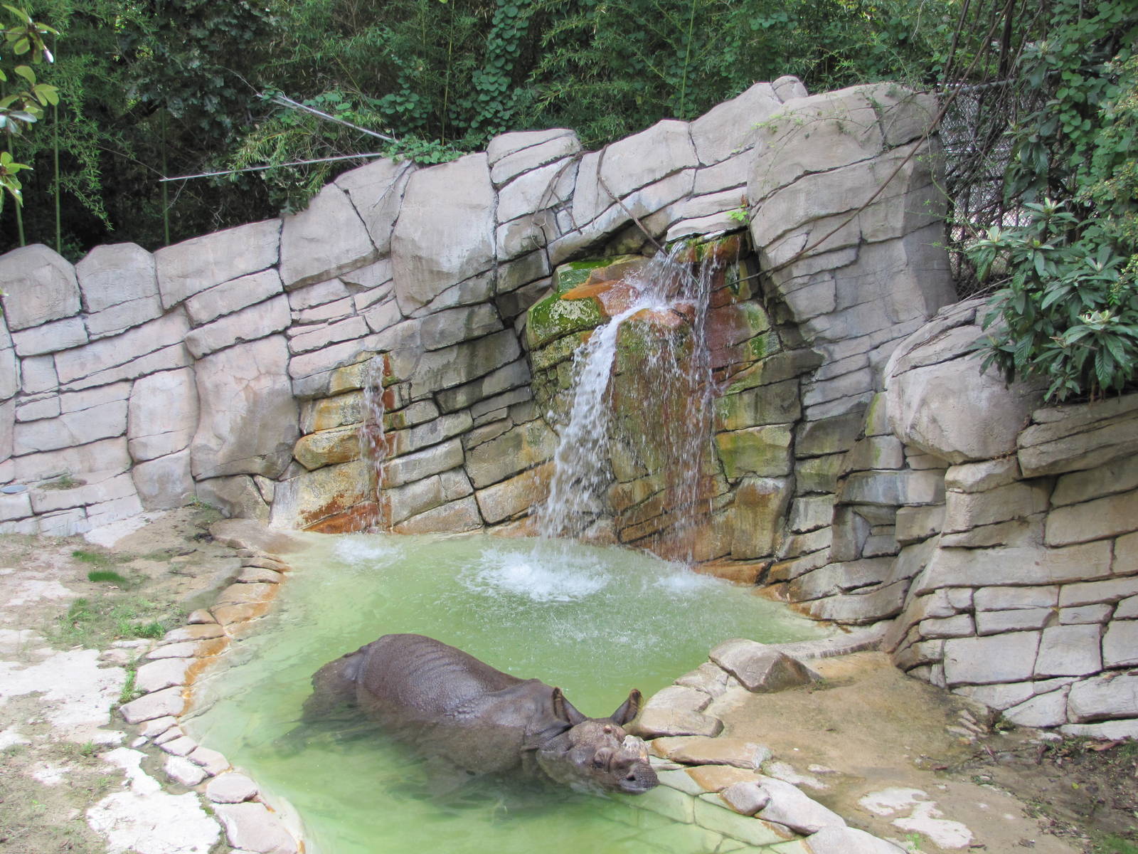 Fort Worth Zoo 2010 - First Indian Rhinoceros exhibit in Asian Falls