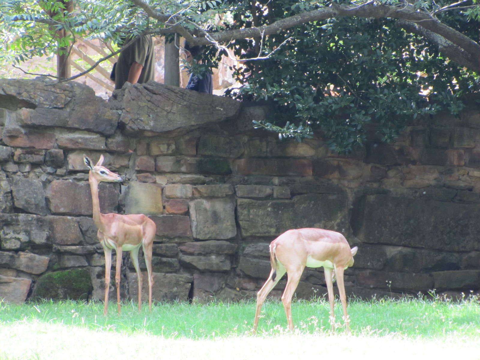 Fort Worth Zoo 2010 - Gerenuks