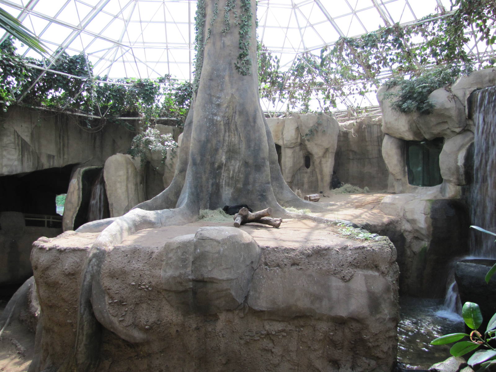 Fort Worth Zoo 2010 - Gorilla indoor exhibit in World of Primates