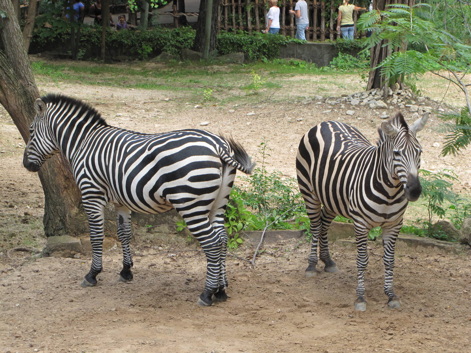 Fort Worth Zoo 2010 - Grants Zebra