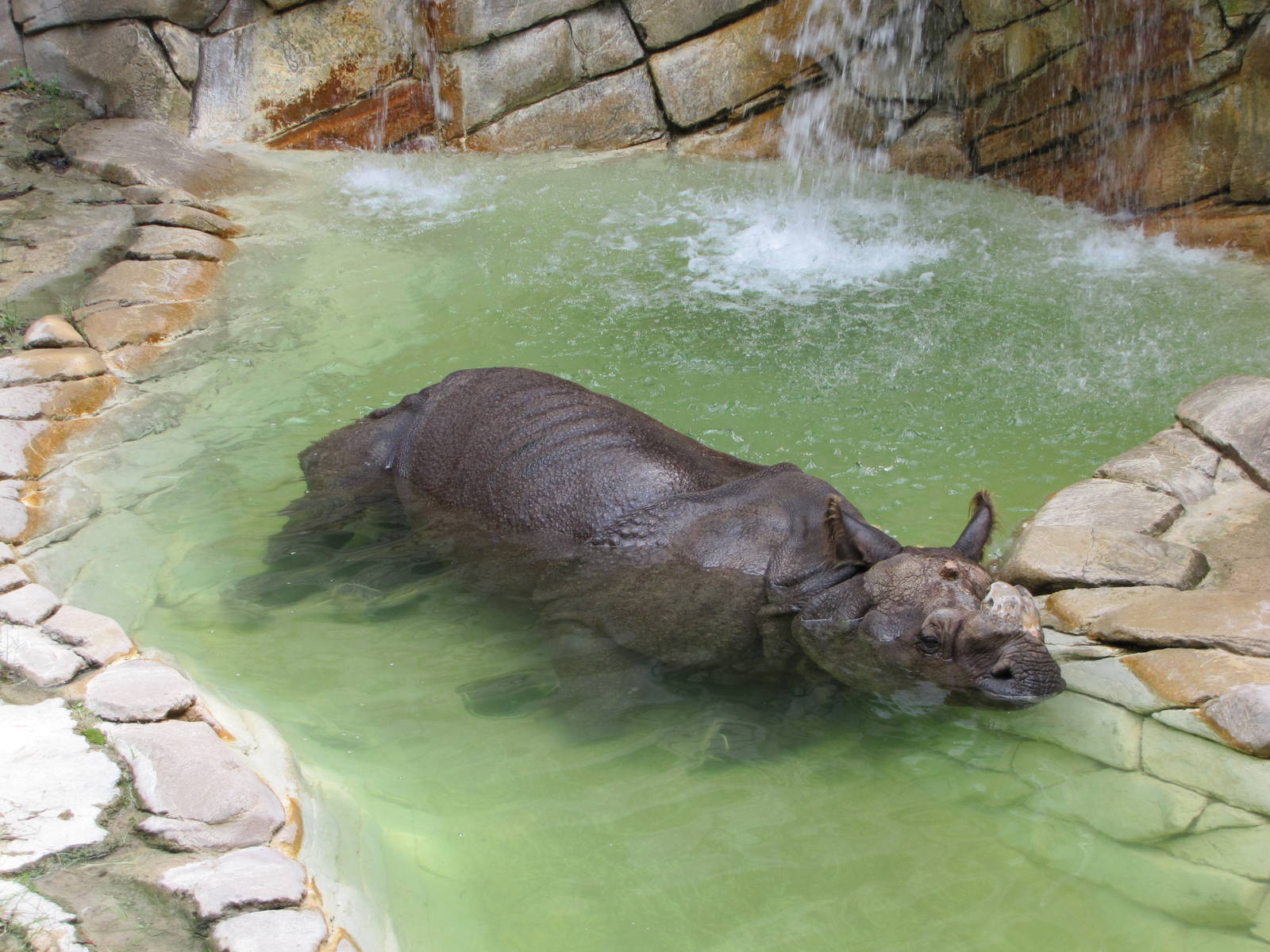 Fort Worth Zoo 2010 - Indian Rhinoceros