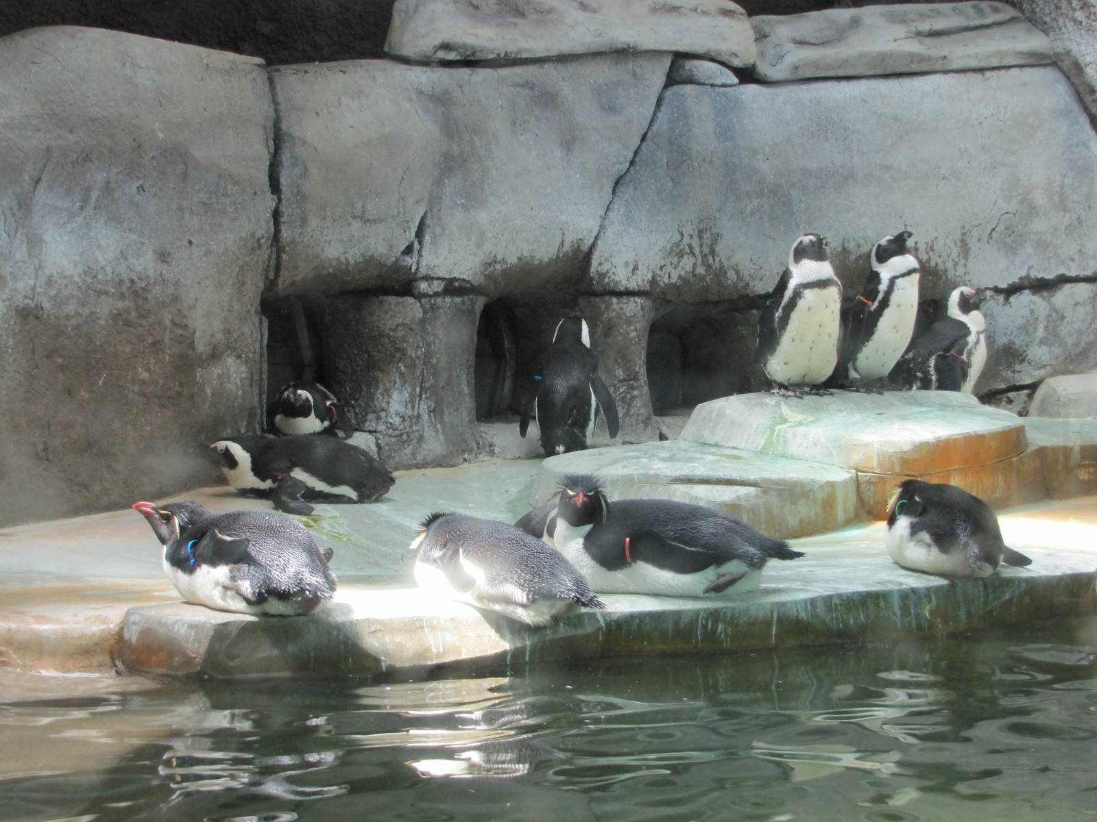 Fort Worth Zoo 2010 - Jackass and Rockhopper Penguins