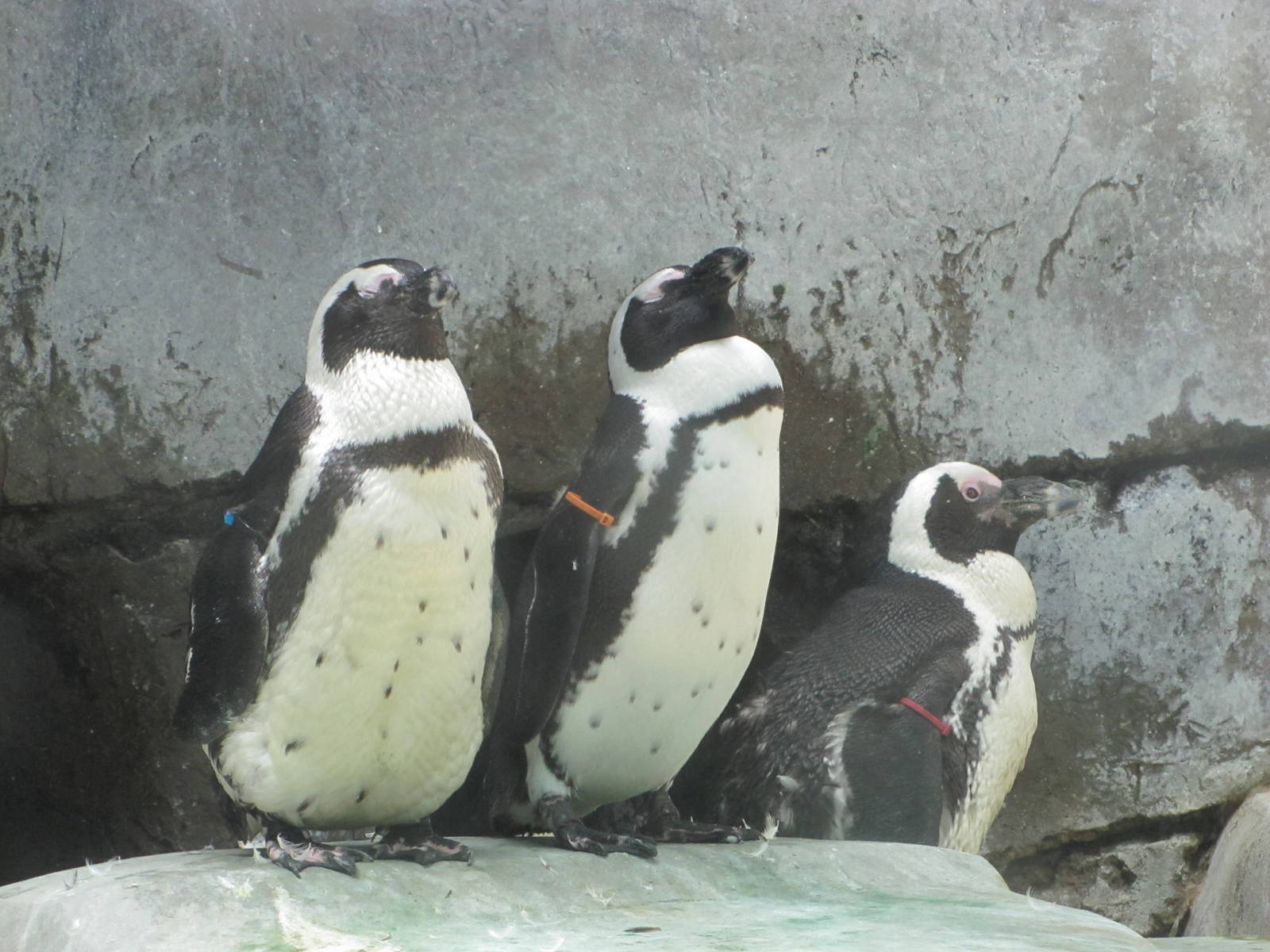Fort Worth Zoo 2010 - Jackass Penguins