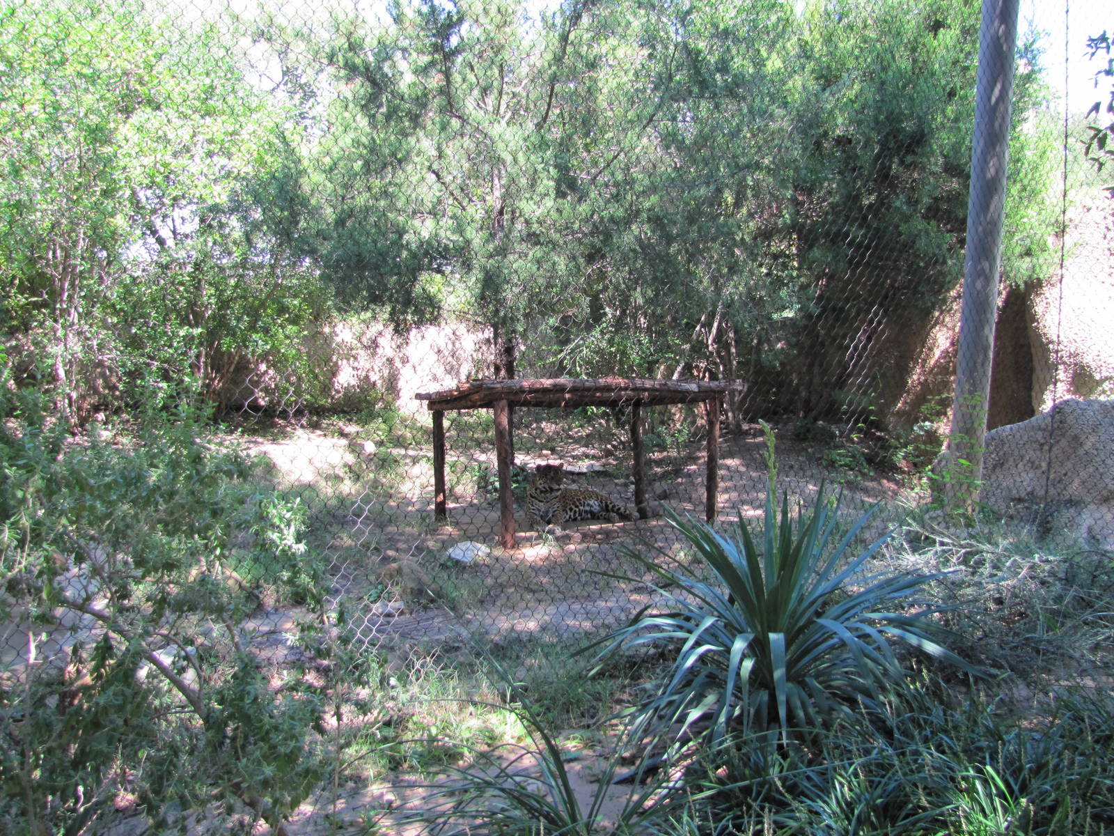 Fort Worth Zoo 2010 - Jaguar exhibit in Texas Wild