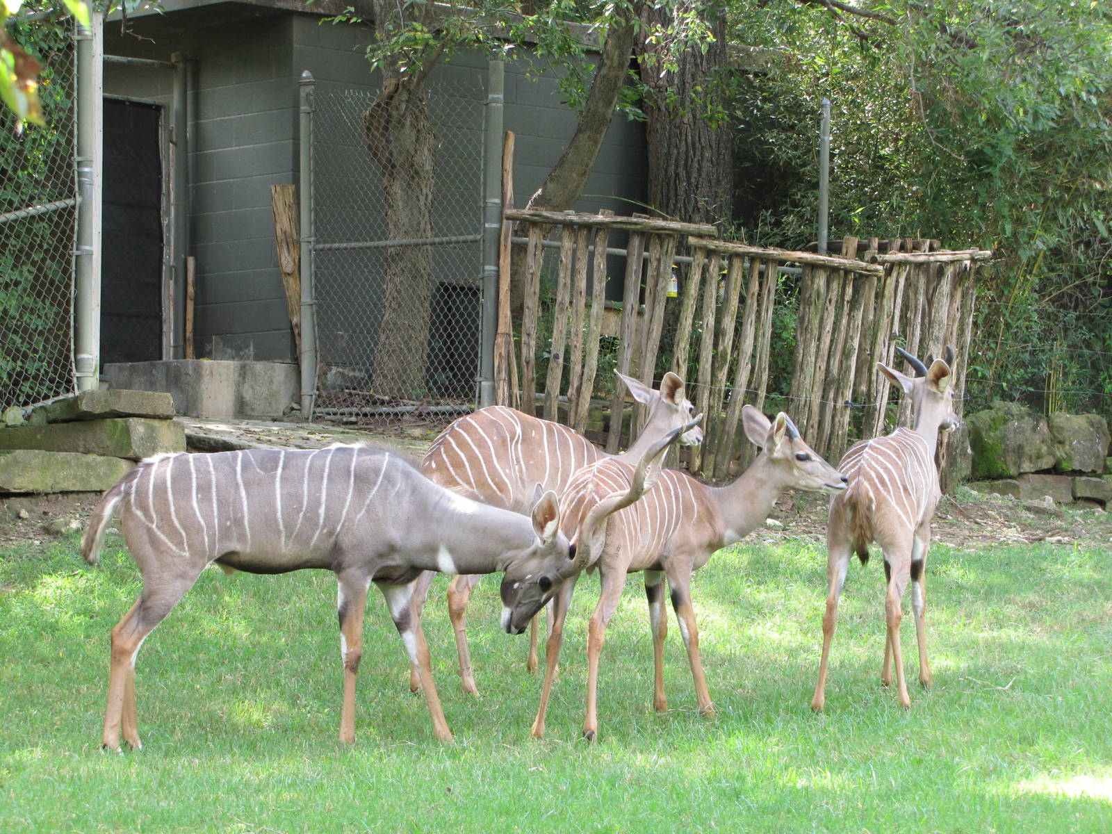 Fort Worth Zoo 2010 - Lesser Kudu group