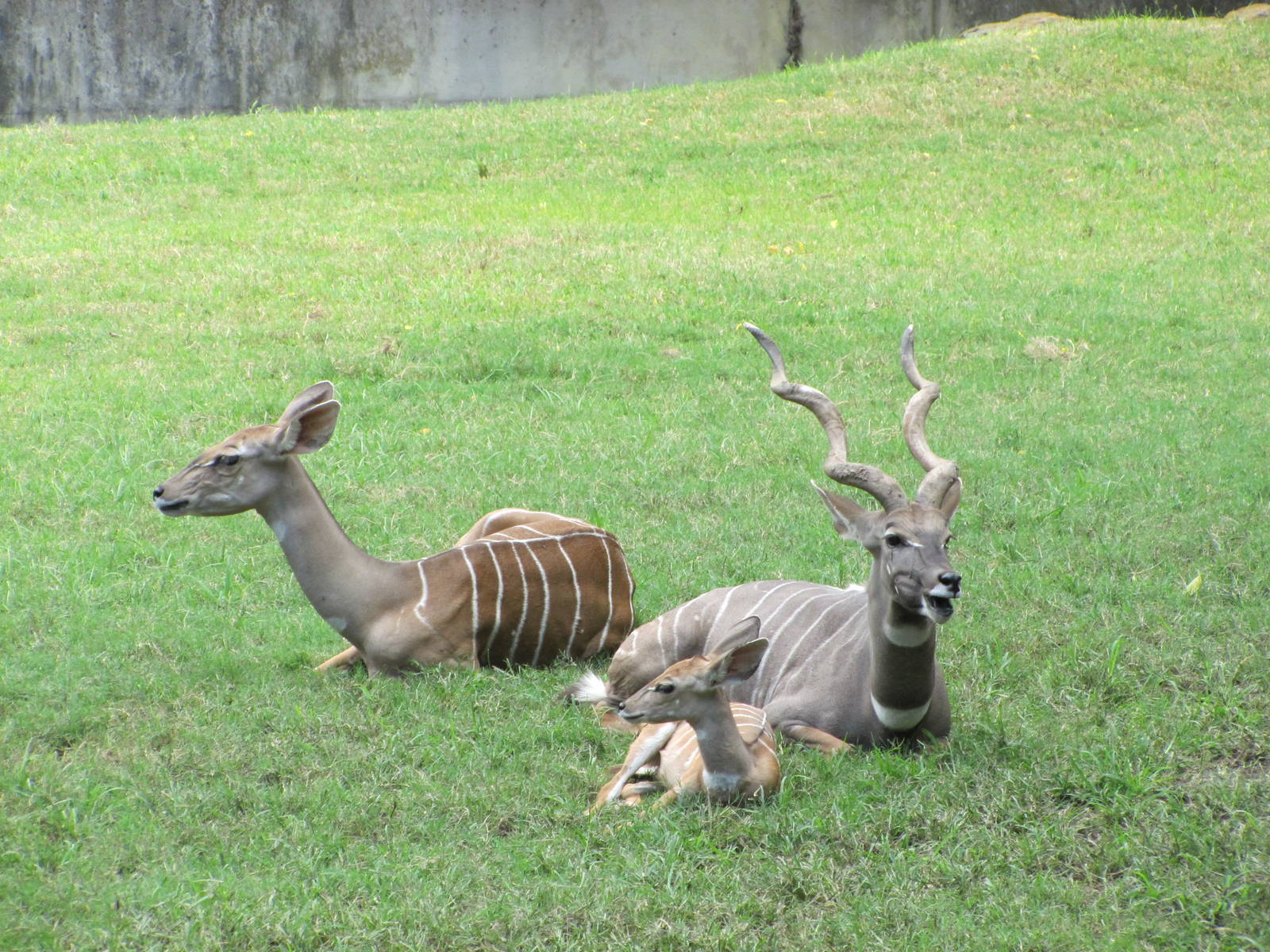 Fort Worth Zoo 2010 - Lesser Kudu