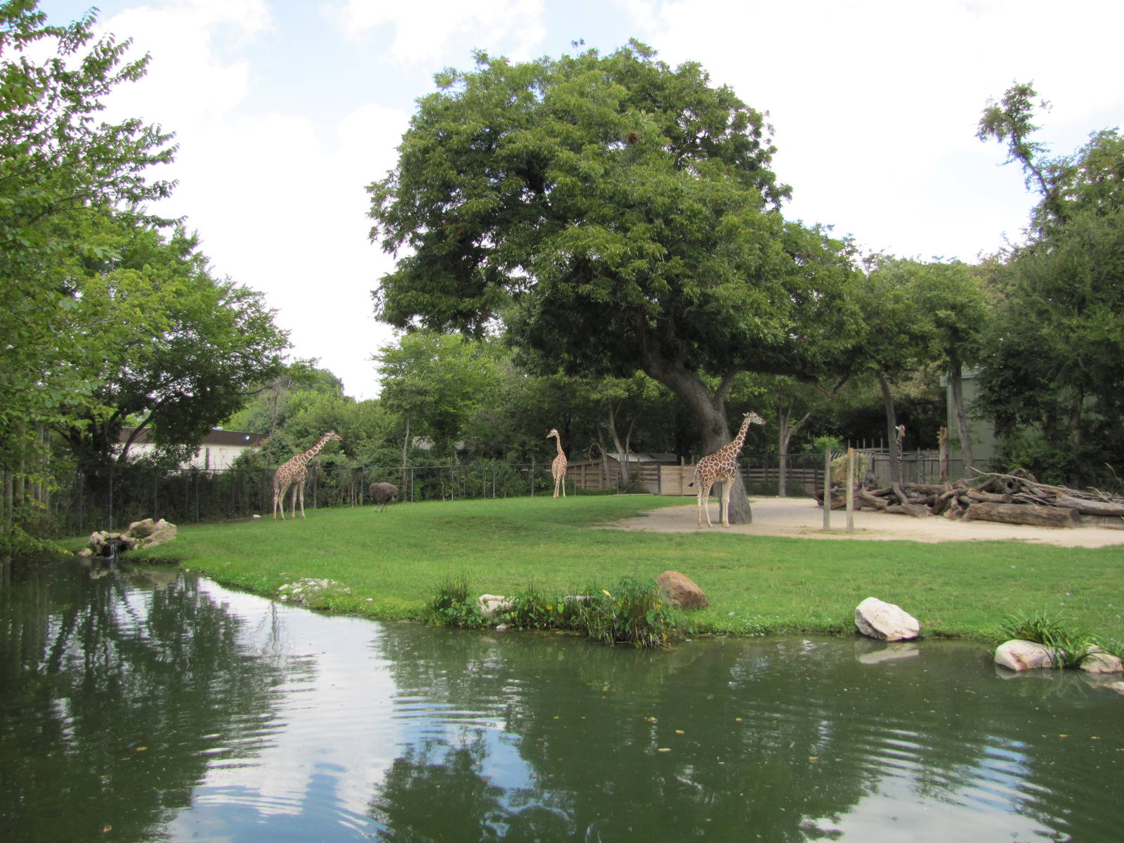 Fort Worth Zoo 2010 - Mixed exhibit for Giraffe and Ostrich