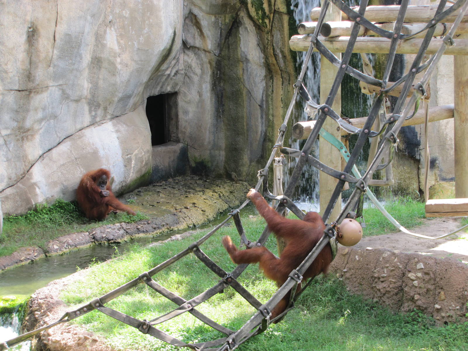 Fort Worth Zoo 2010 - Orangutans in World of Primates