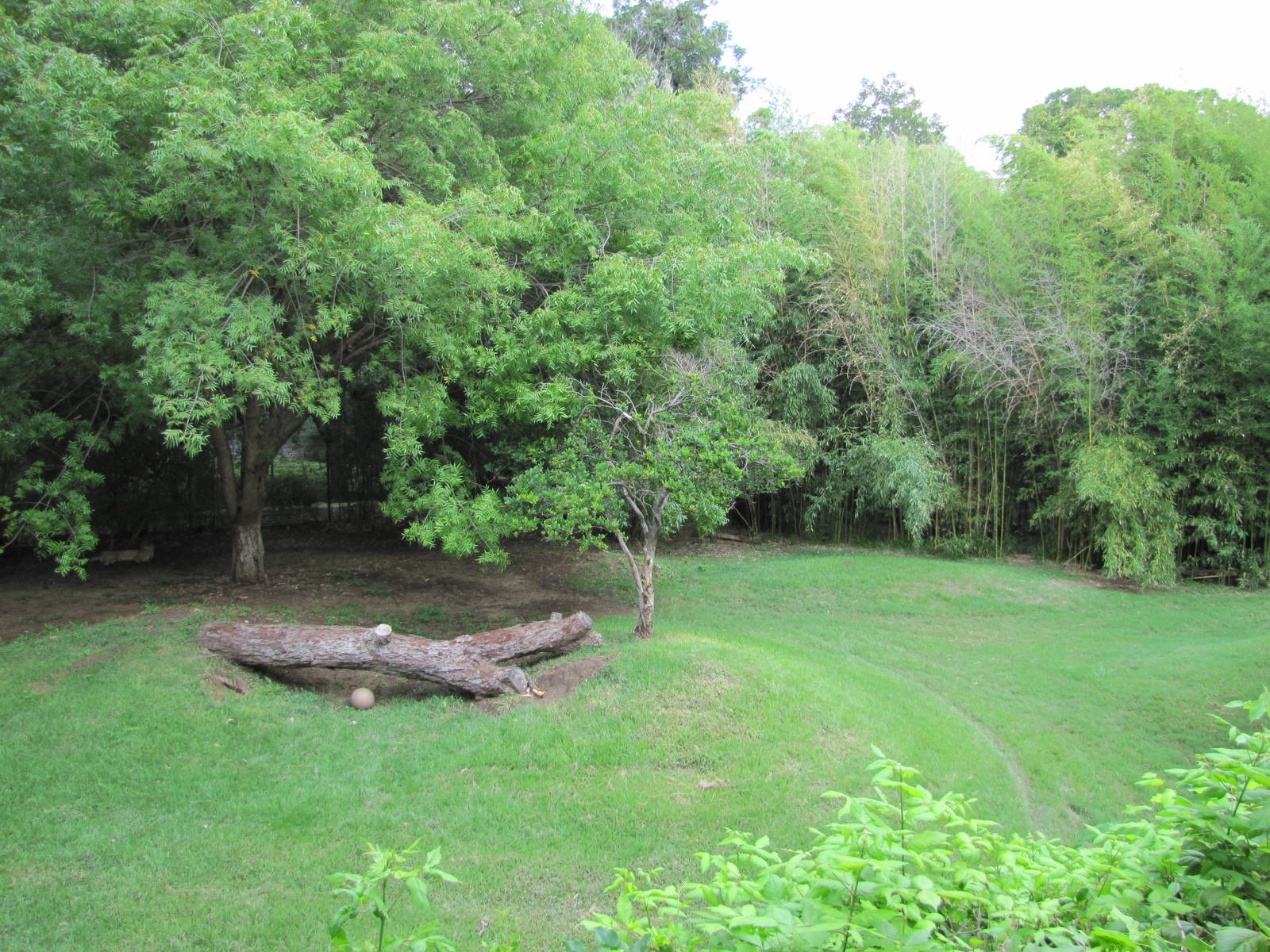 Fort Worth Zoo 2010 - Part of the Cheetah exhibit