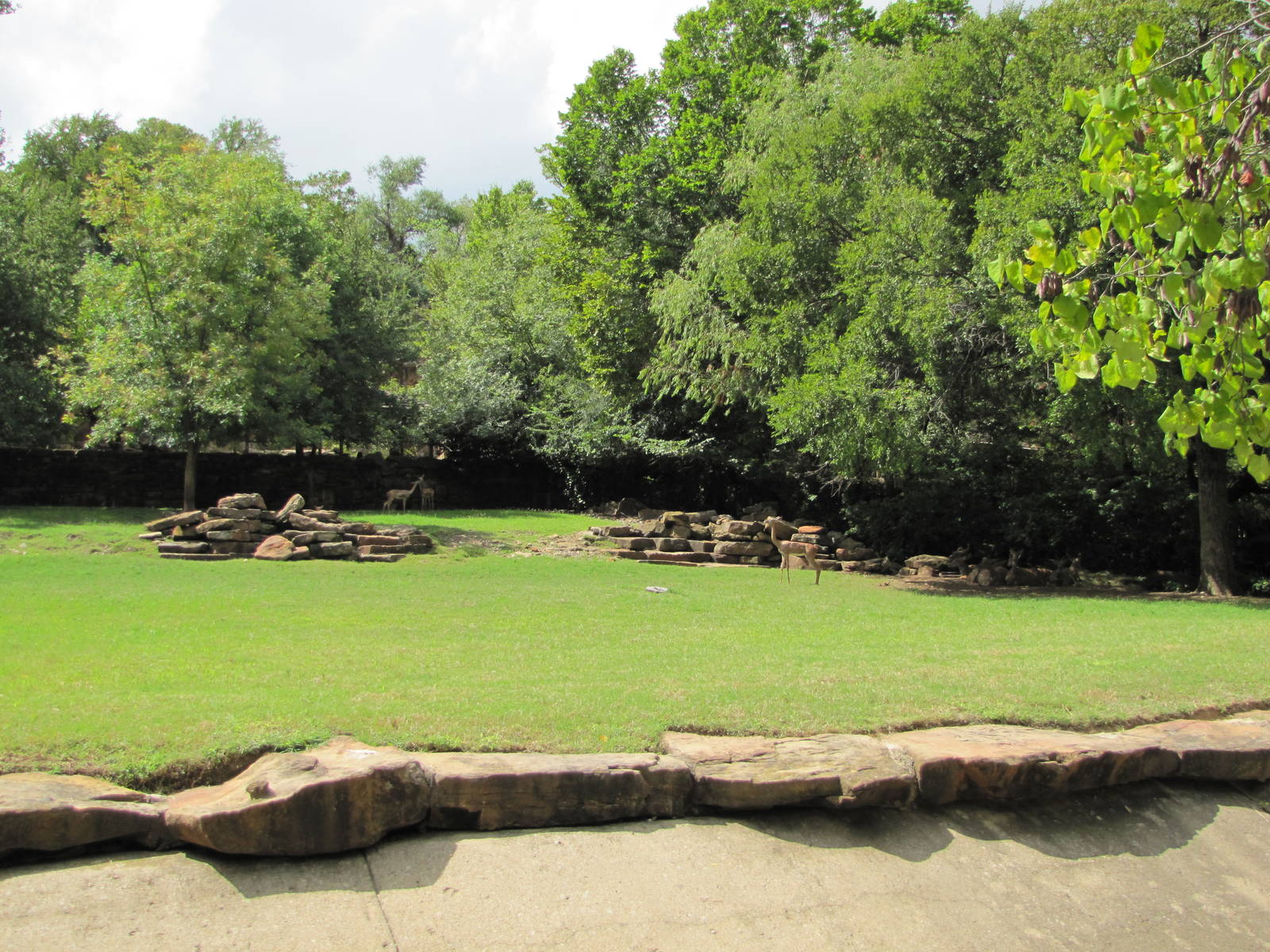 Fort Worth Zoo 2010 - Part of the Gerenuk exhibit