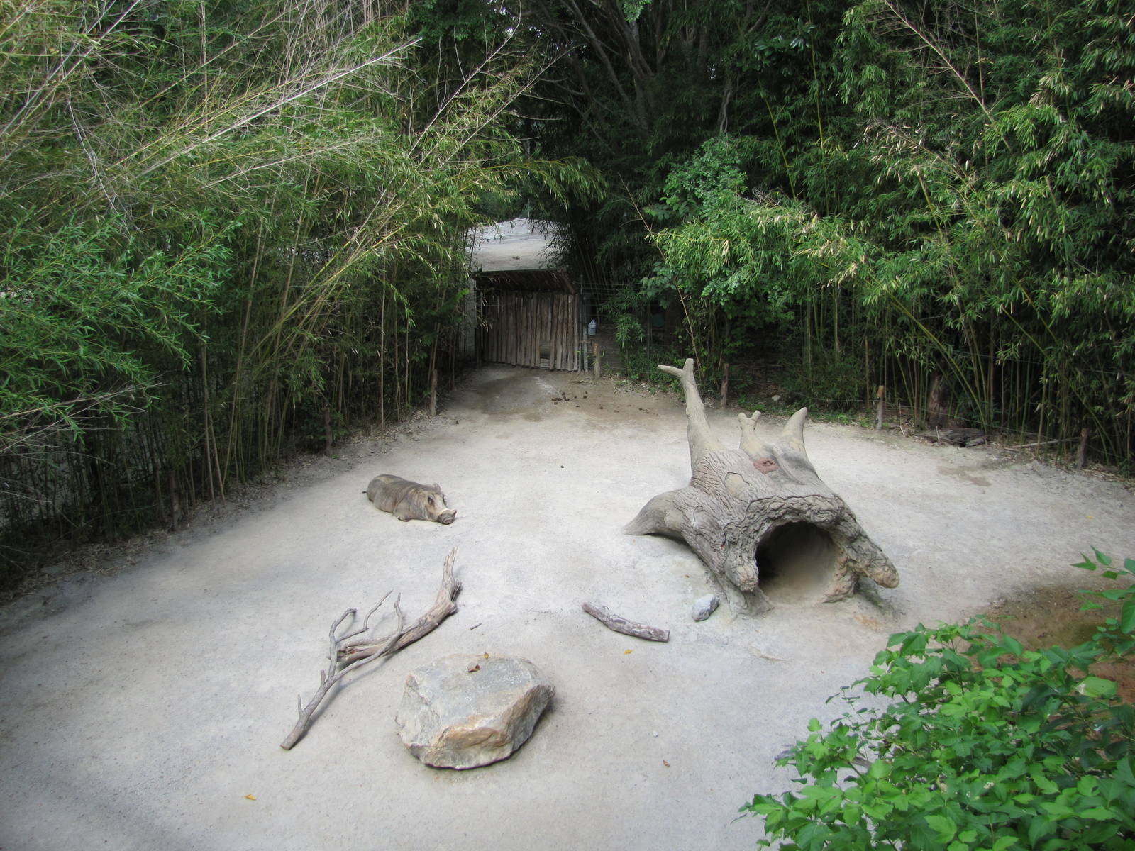 Fort Worth Zoo 2010 - Warthog exhibit