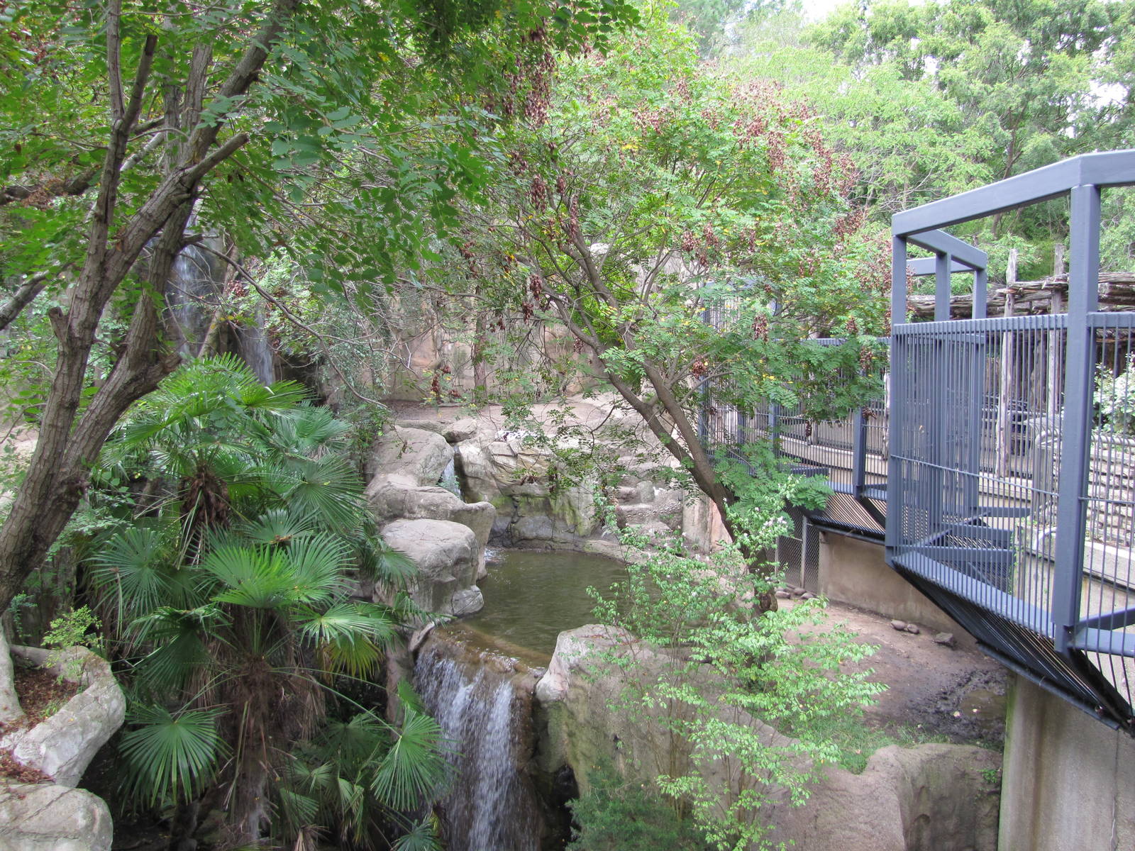 Fort Worth Zoo 2010 - White Bengal Tiger exhibit in Asian Falls