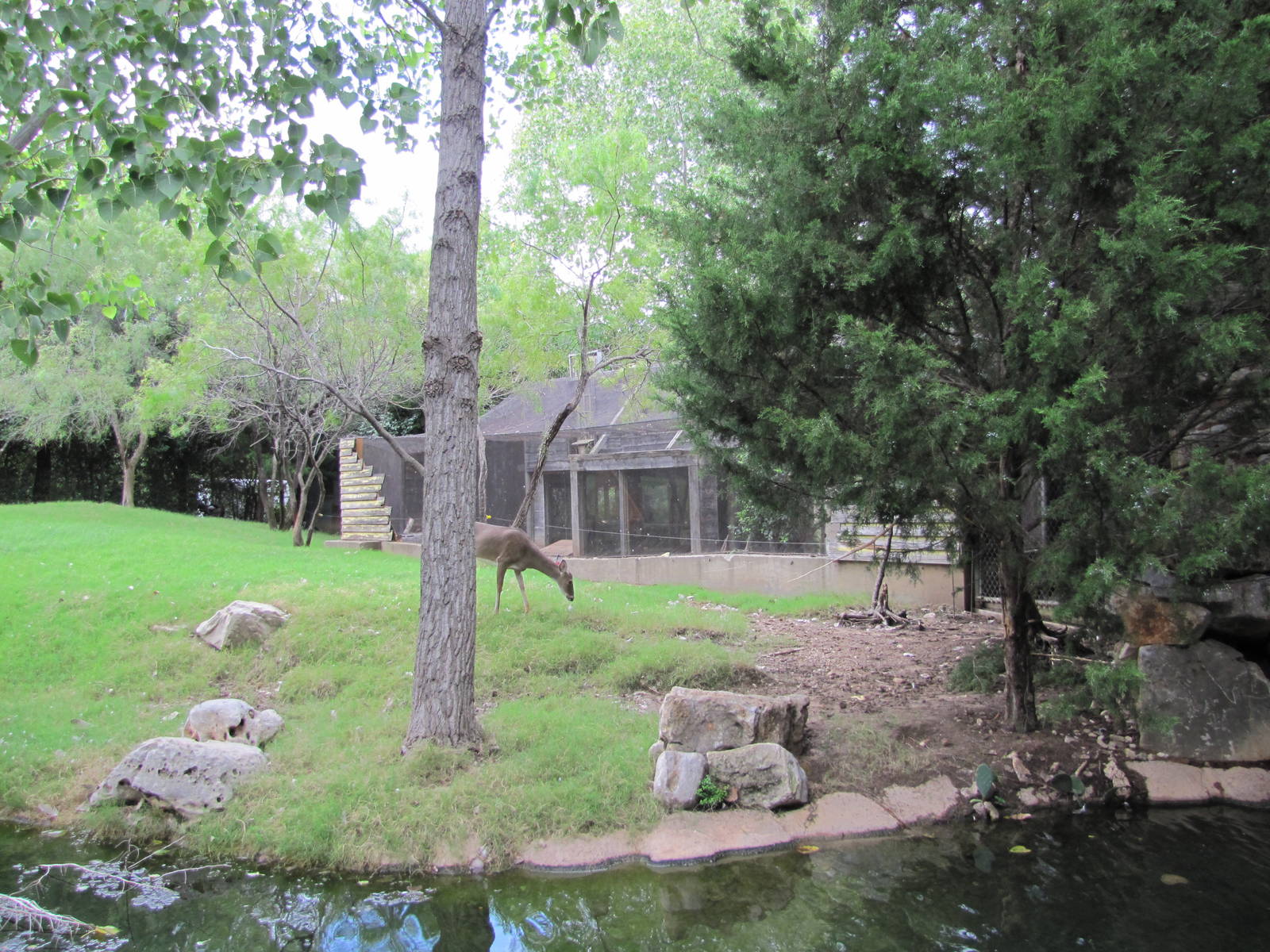 Fort Worth Zoo 2010 - White-tailed Deer exhibit in Texas Wild