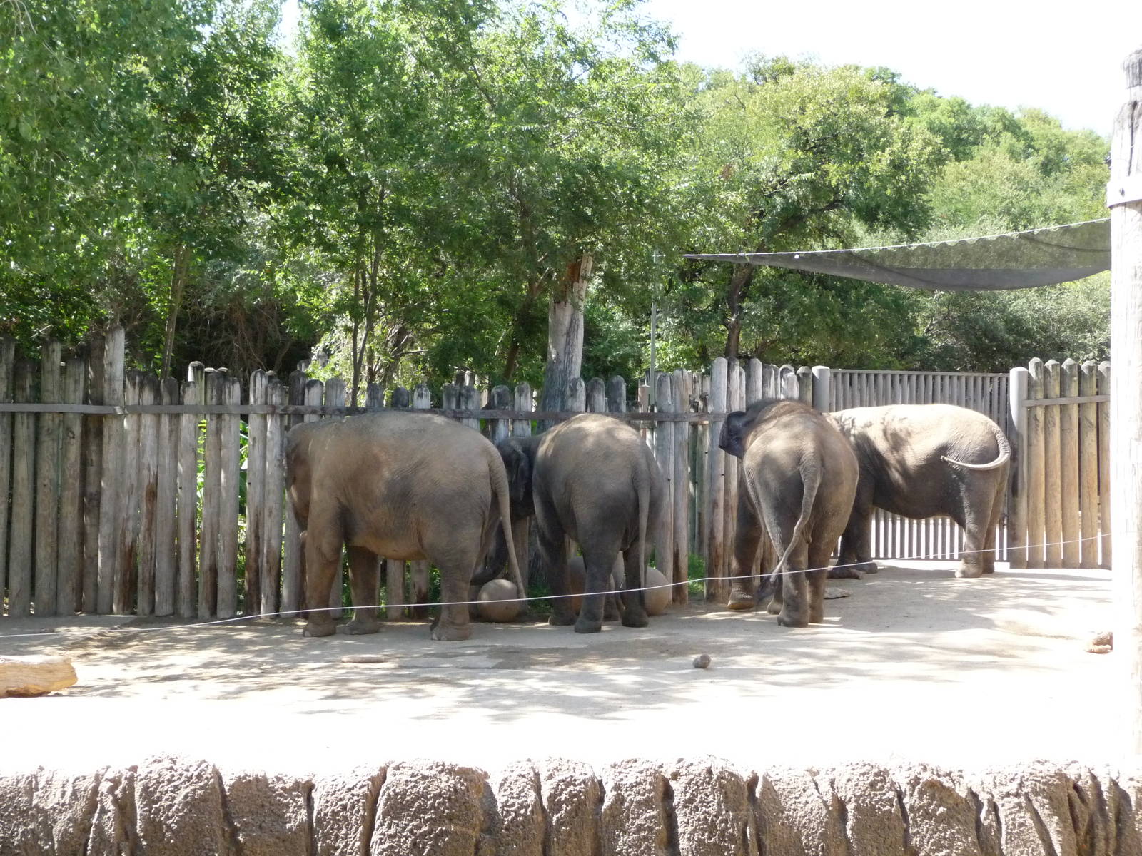 Fort Worth Zoo -  Asian Elephants
