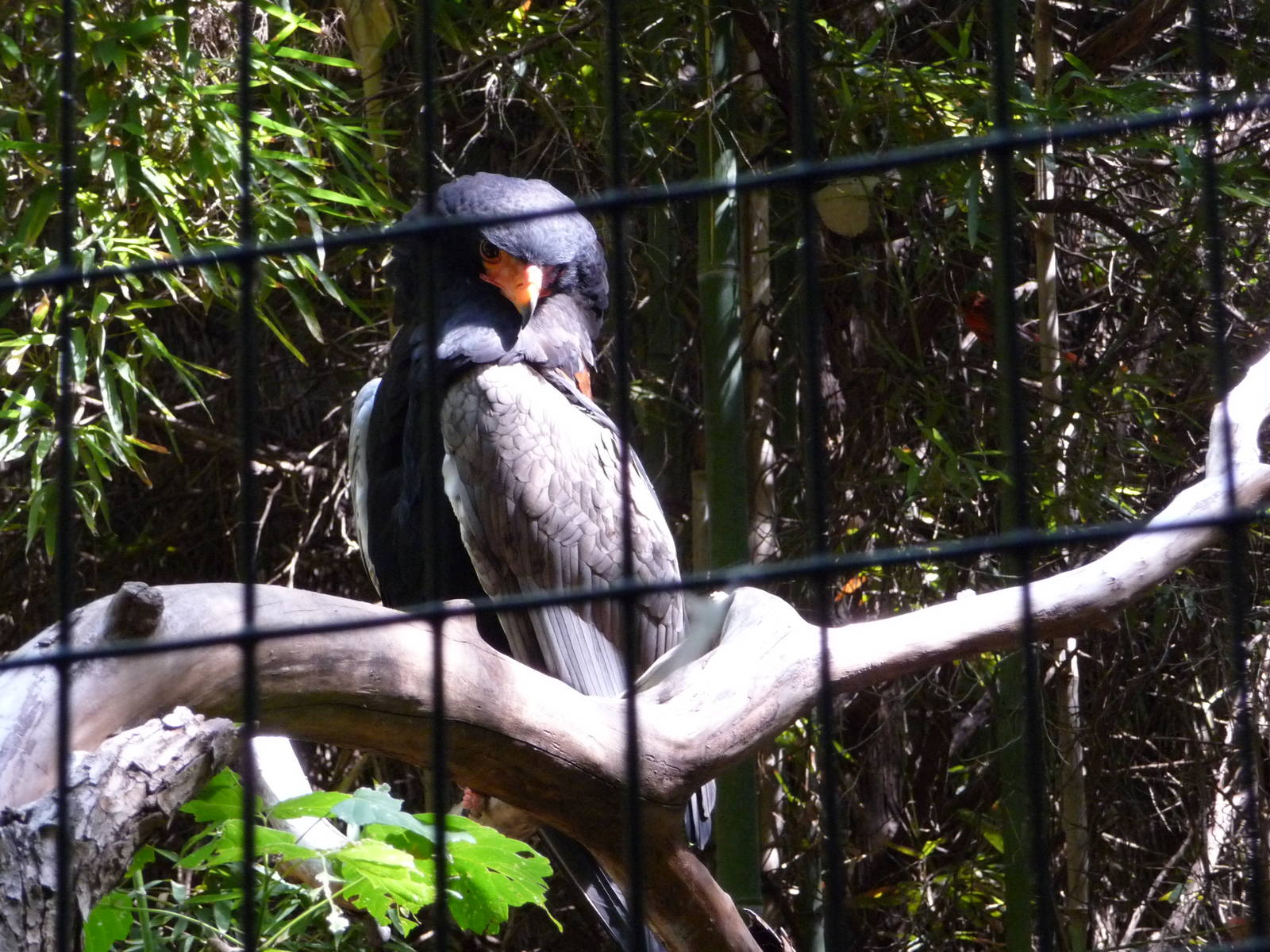 Fort Worth Zoo - Bateleur Eagle