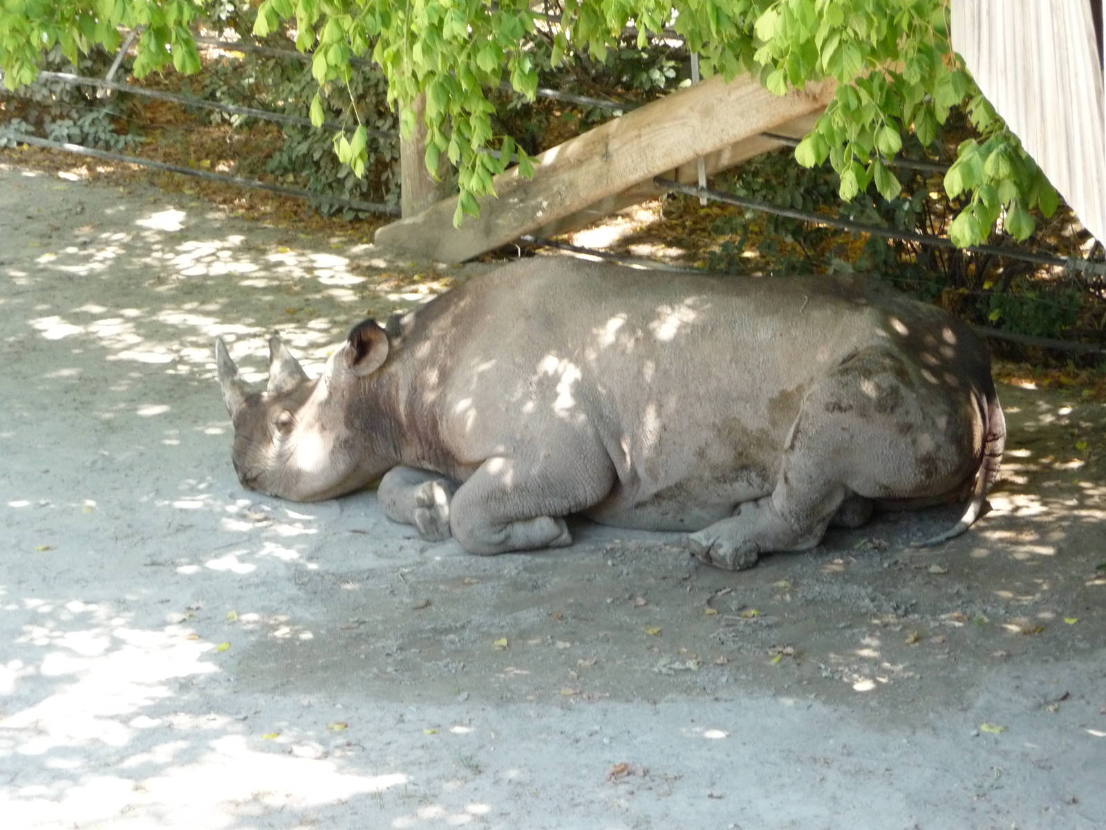Fort Worth Zoo - Black Rhino