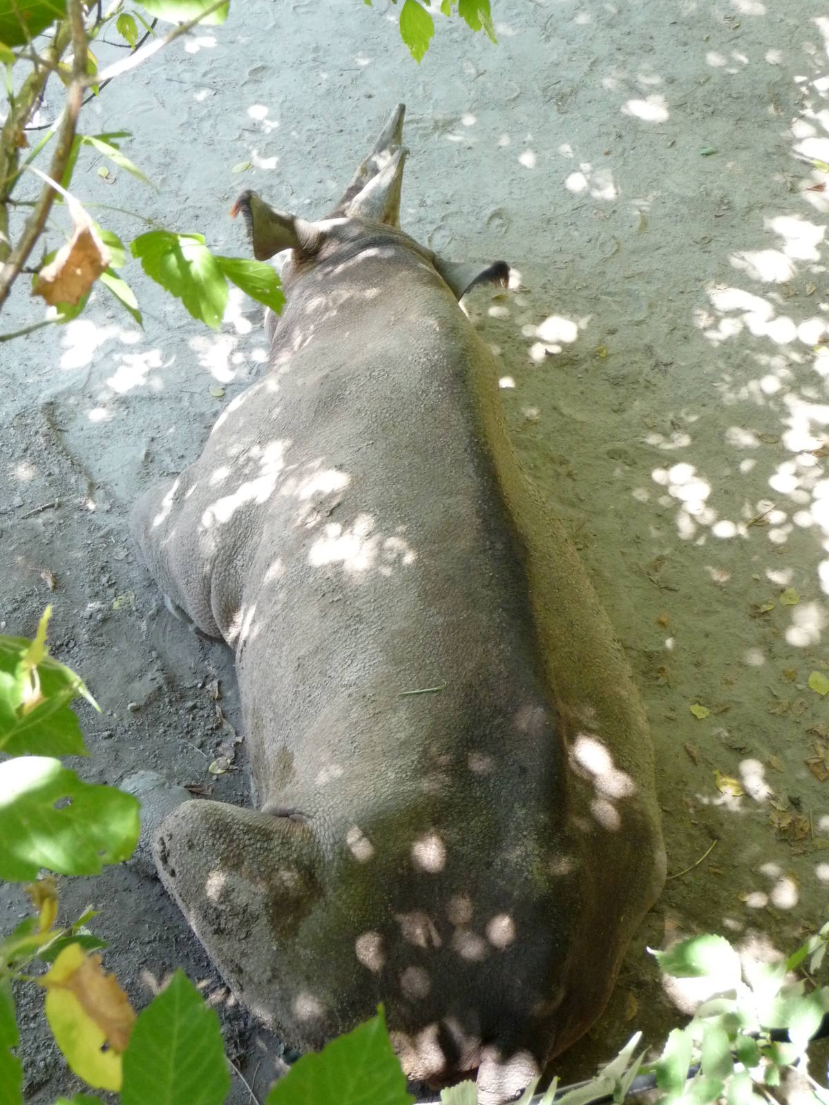 Fort Worth Zoo - Black Rhino