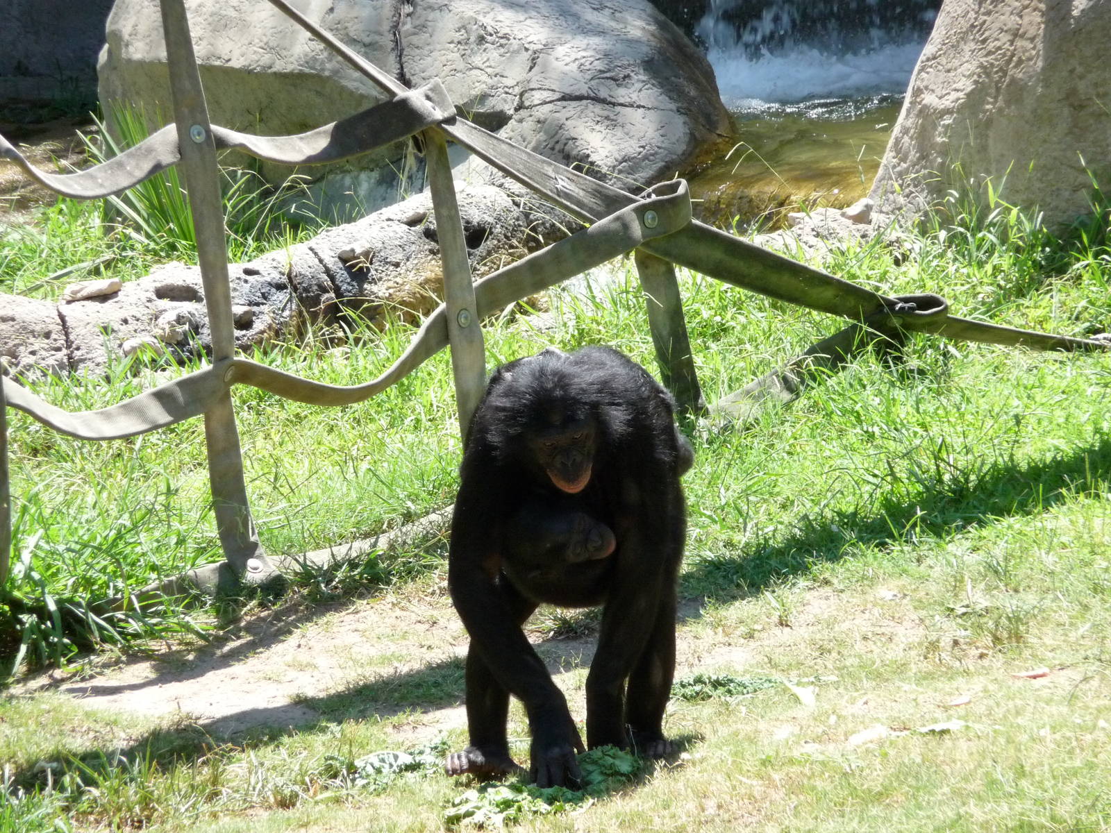 Fort Worth Zoo - Bonobos