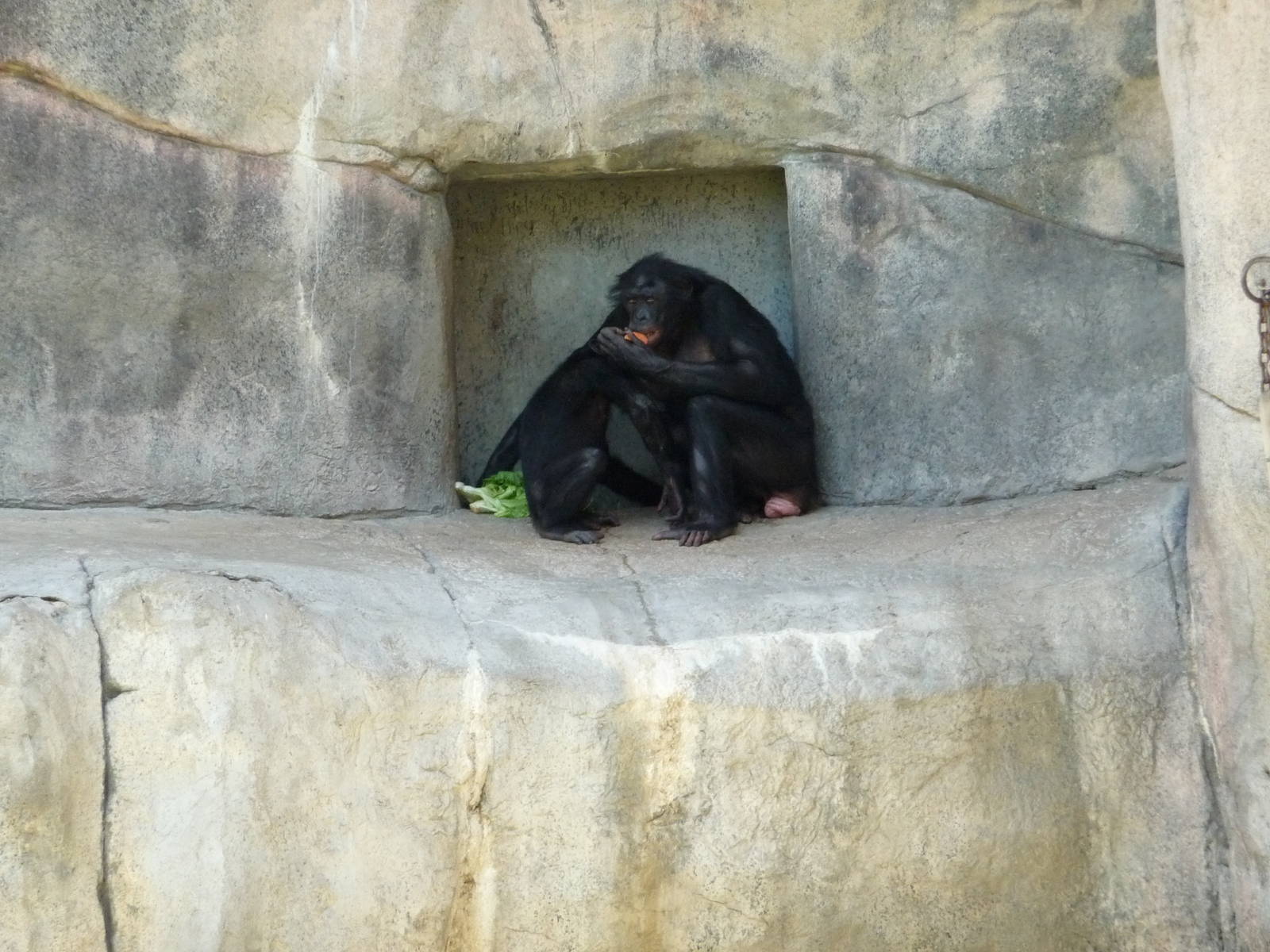 Fort Worth Zoo - Bonobos