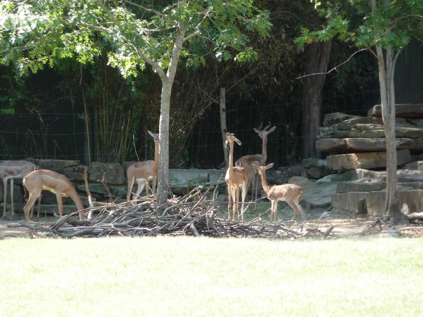 Fort Worth Zoo -  Gerenuk/Lesser Kudu Paddock