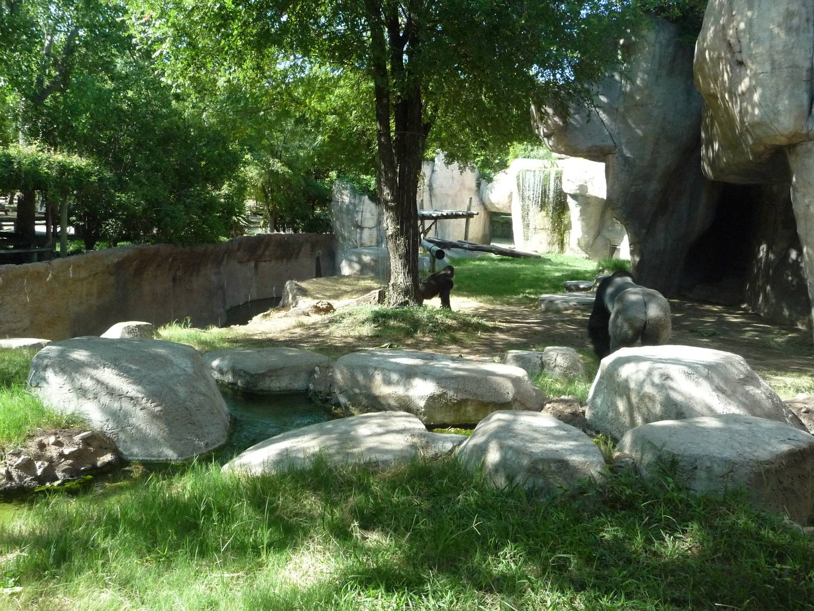 Fort Worth Zoo -  Gorilla Exhibit