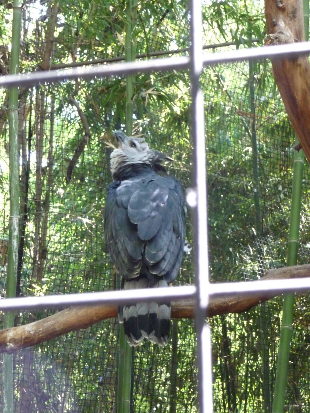 Fort Worth Zoo - Harpy Eagle