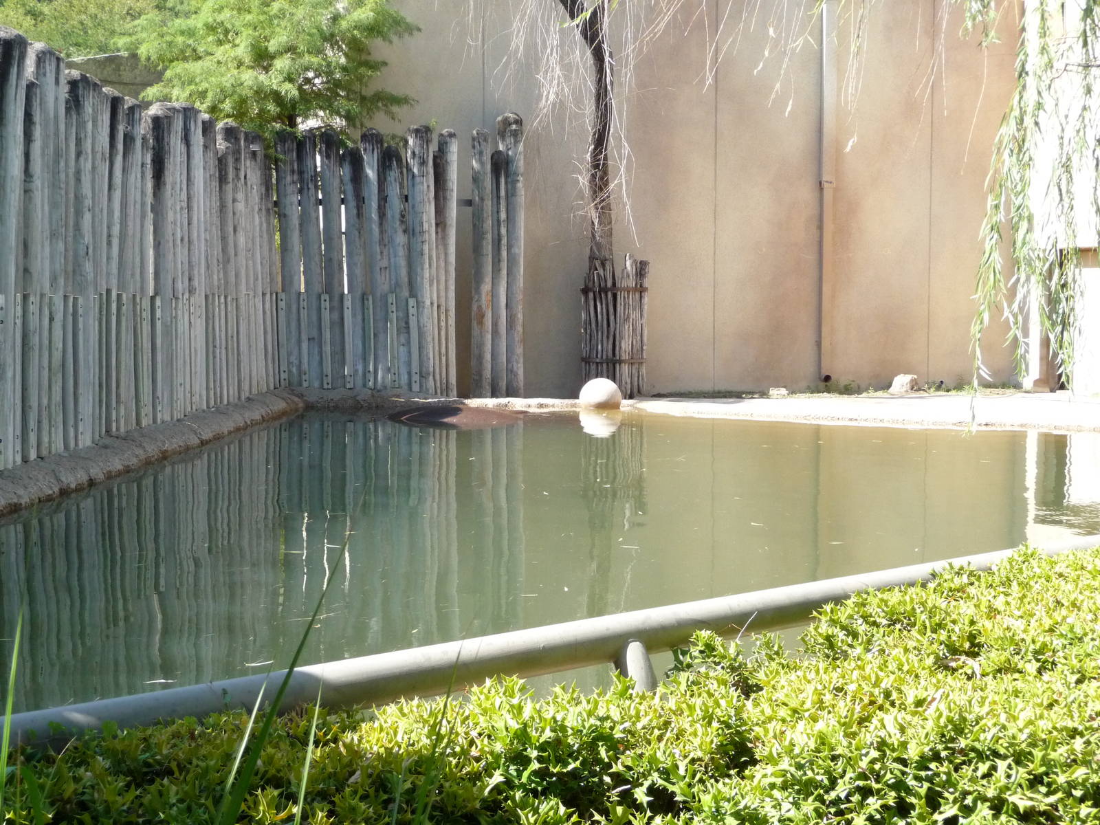 Fort Worth Zoo -  Hippo Pool