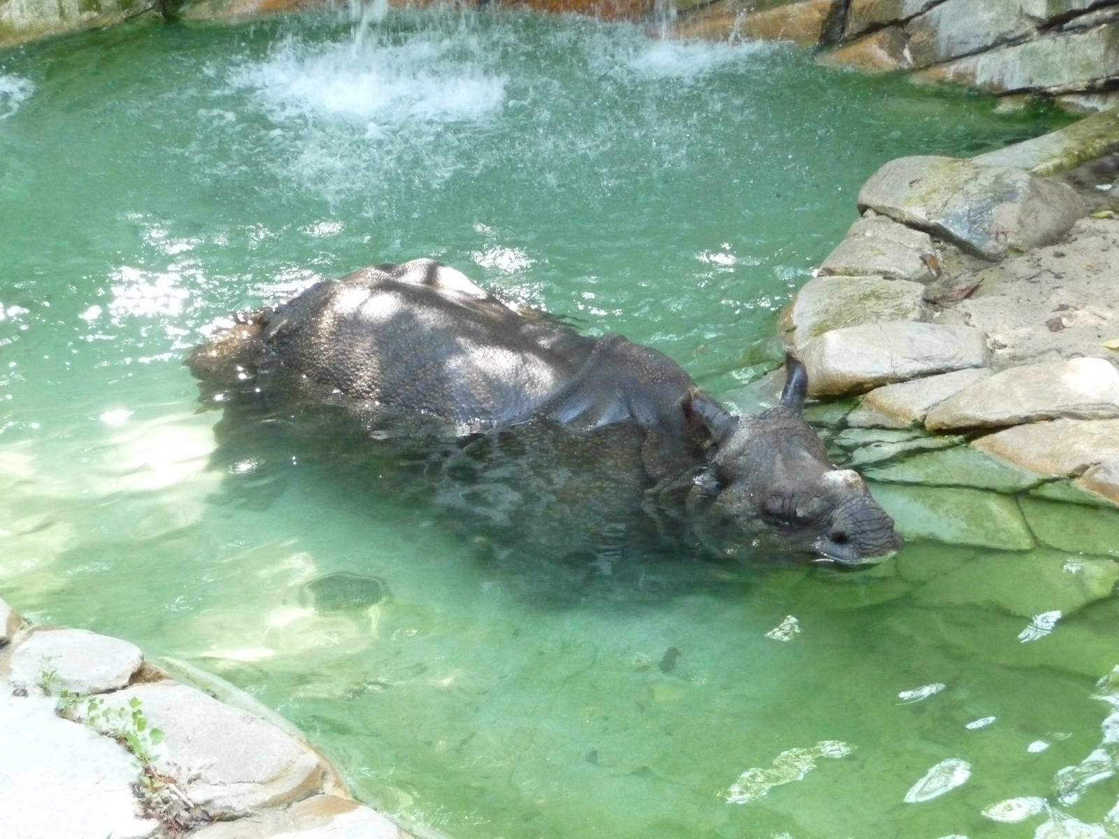 Fort Worth Zoo -  Indian Rhino
