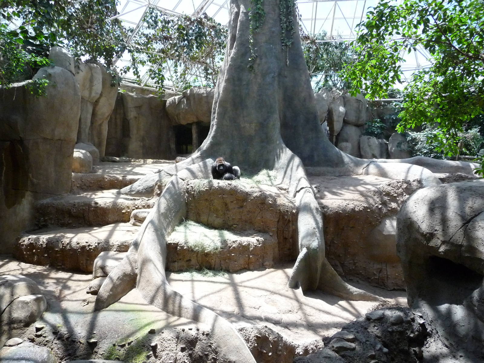 Fort Worth Zoo - Indoor Gorilla Exhibit