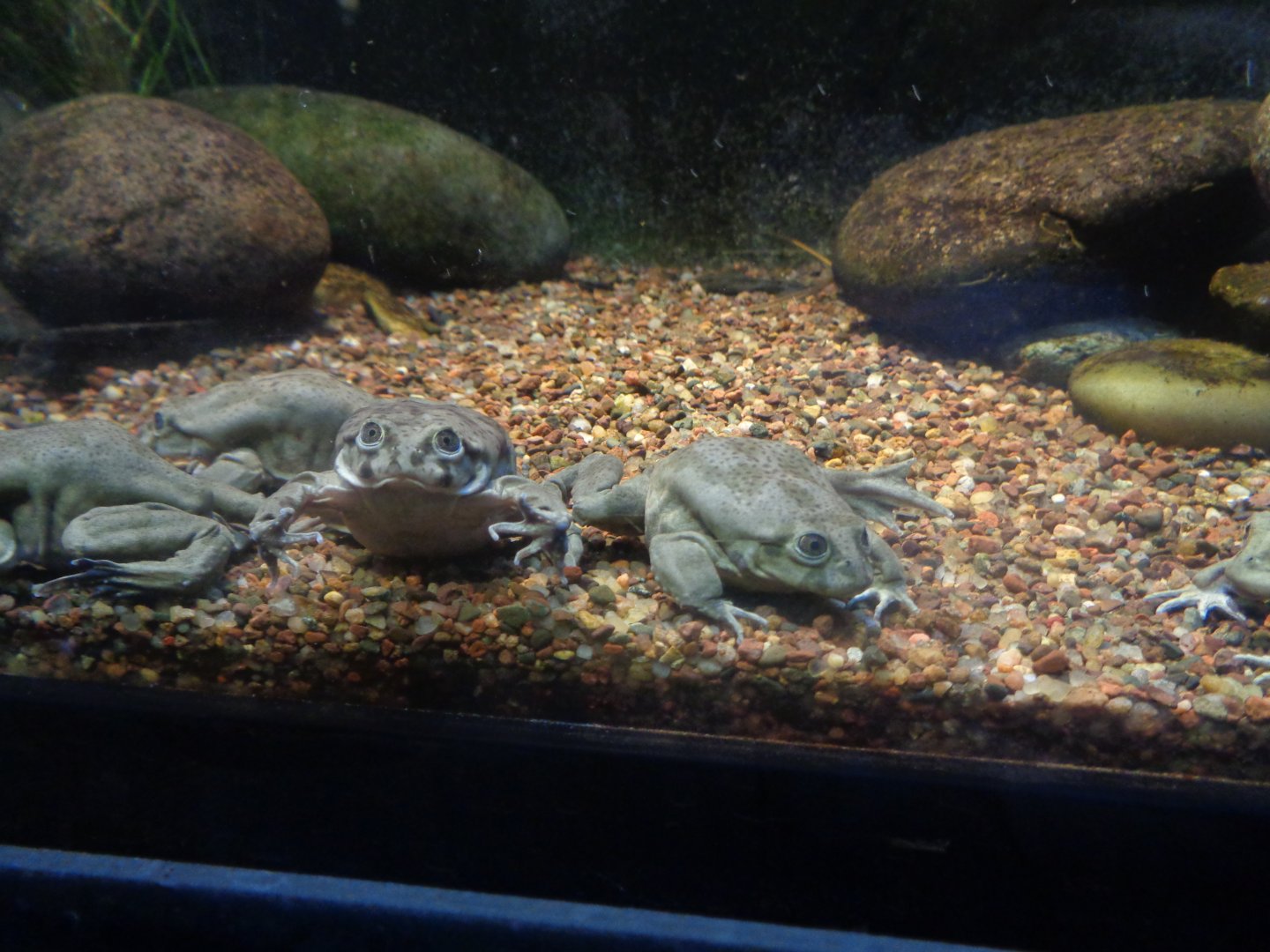 Fort Worth Zoo Lake Titicaca frogs