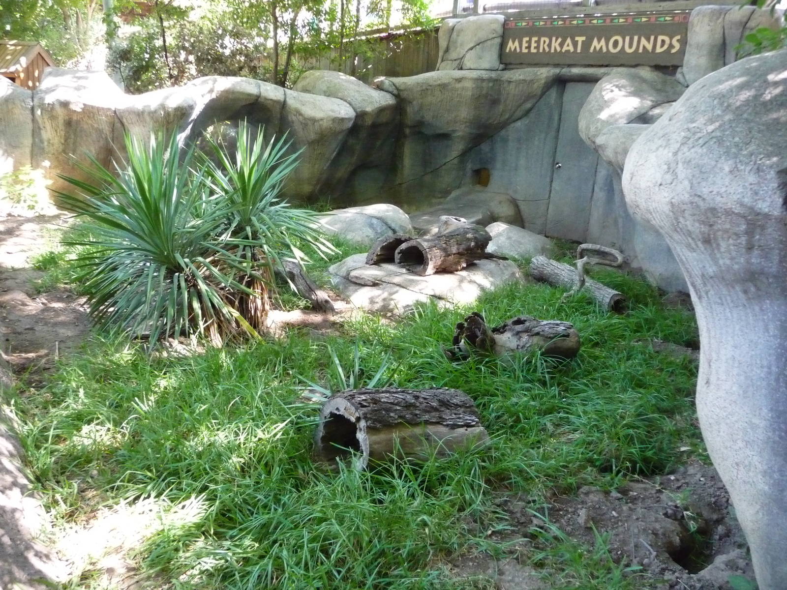 Fort Worth Zoo - Meerkat Exhibit