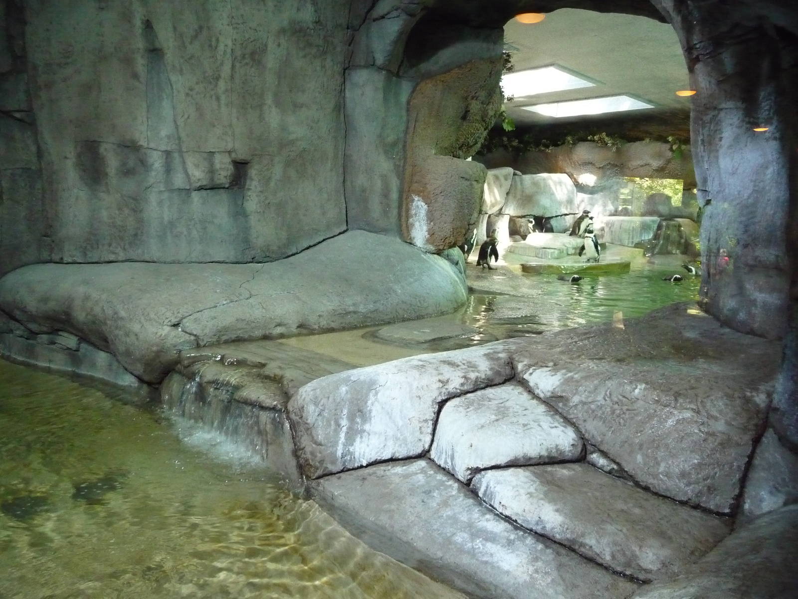 Fort Worth Zoo - Penguin Exhibit