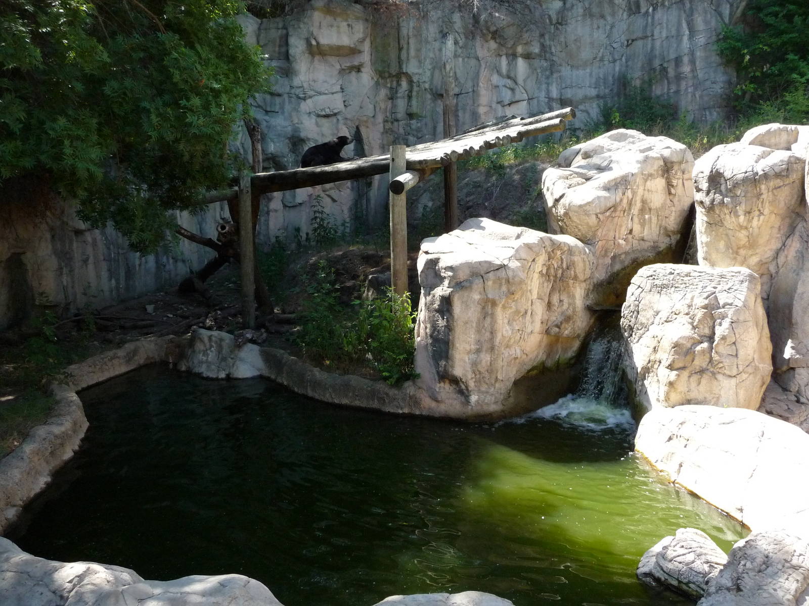 Fort Worth Zoo -  Sun Bear Exhibit