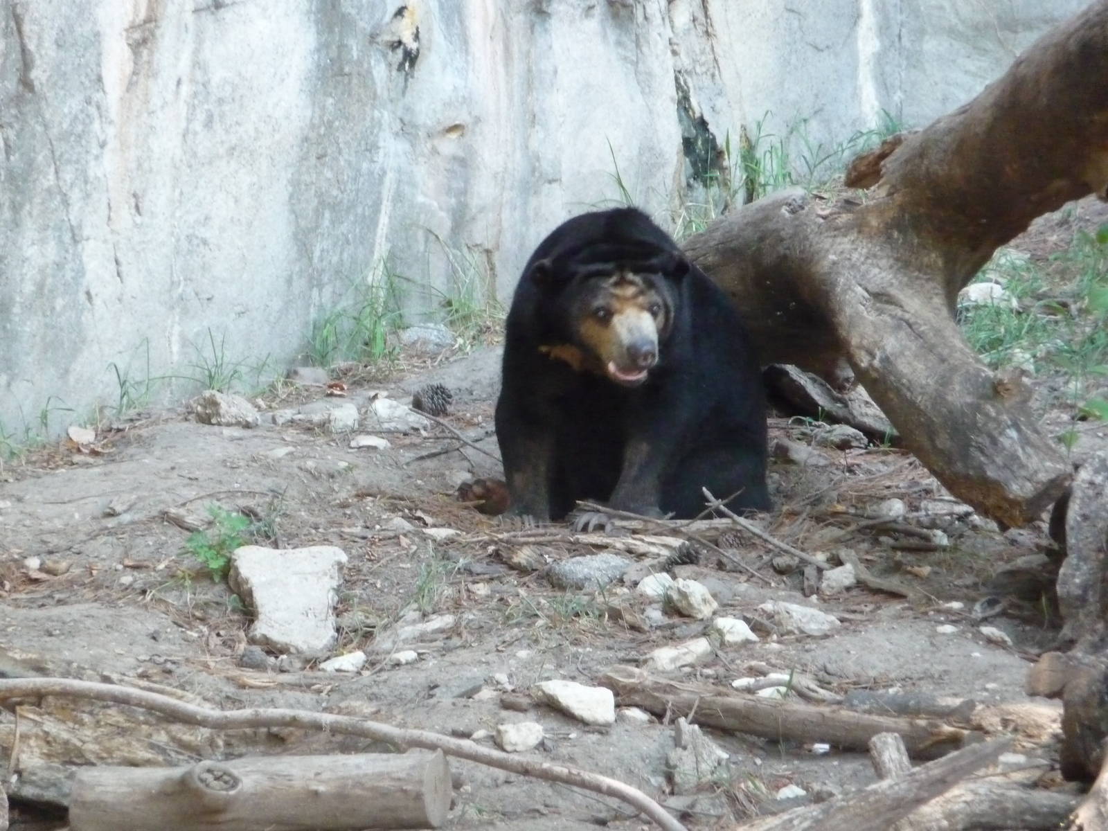 Fort Worth Zoo -  Sun Bear