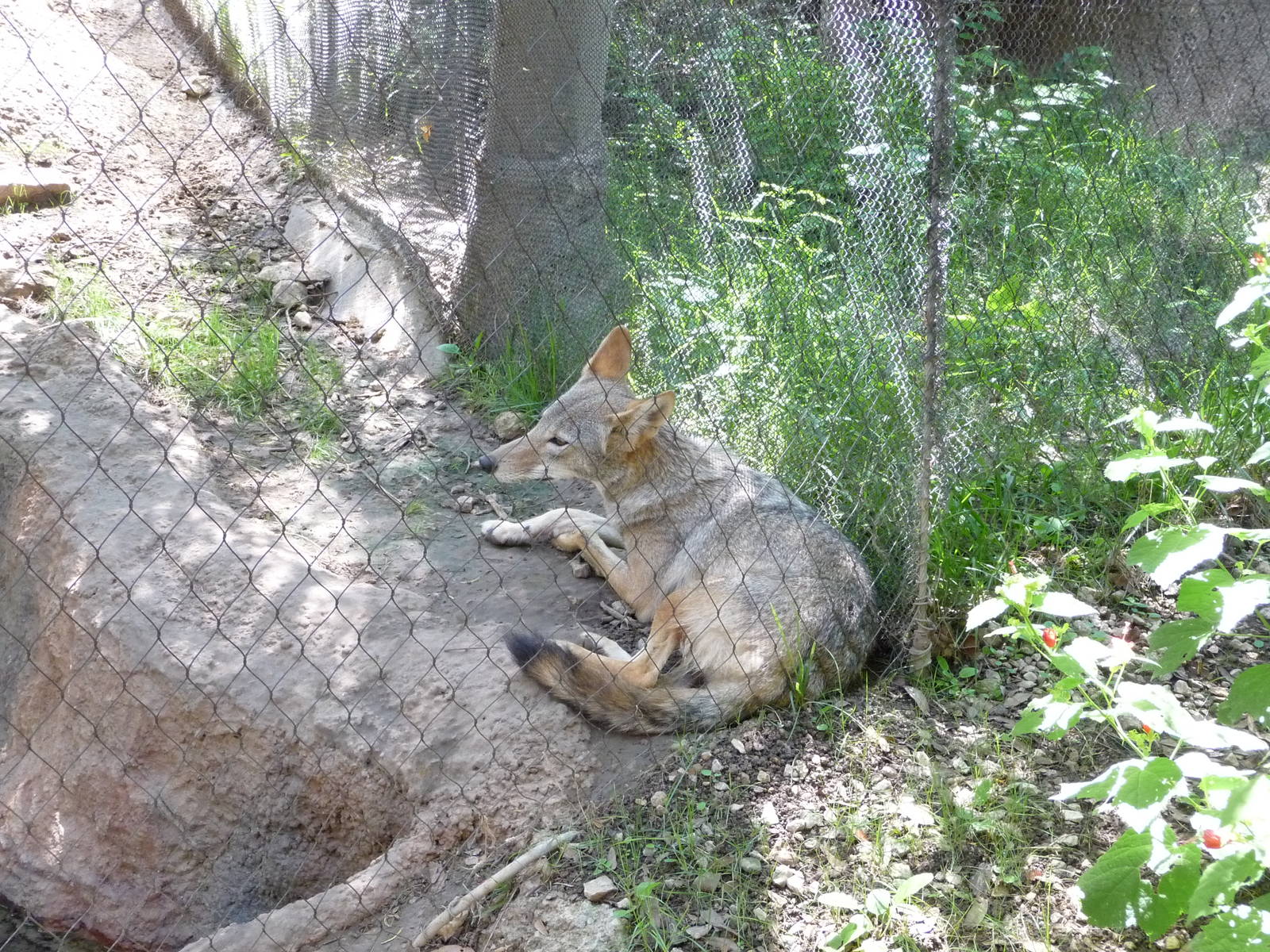 Fort Worth Zoo - Texas Wild!