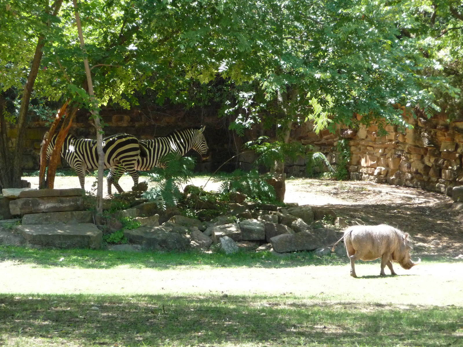 Fort Worth Zoo - Warthog/Zebra Paddock