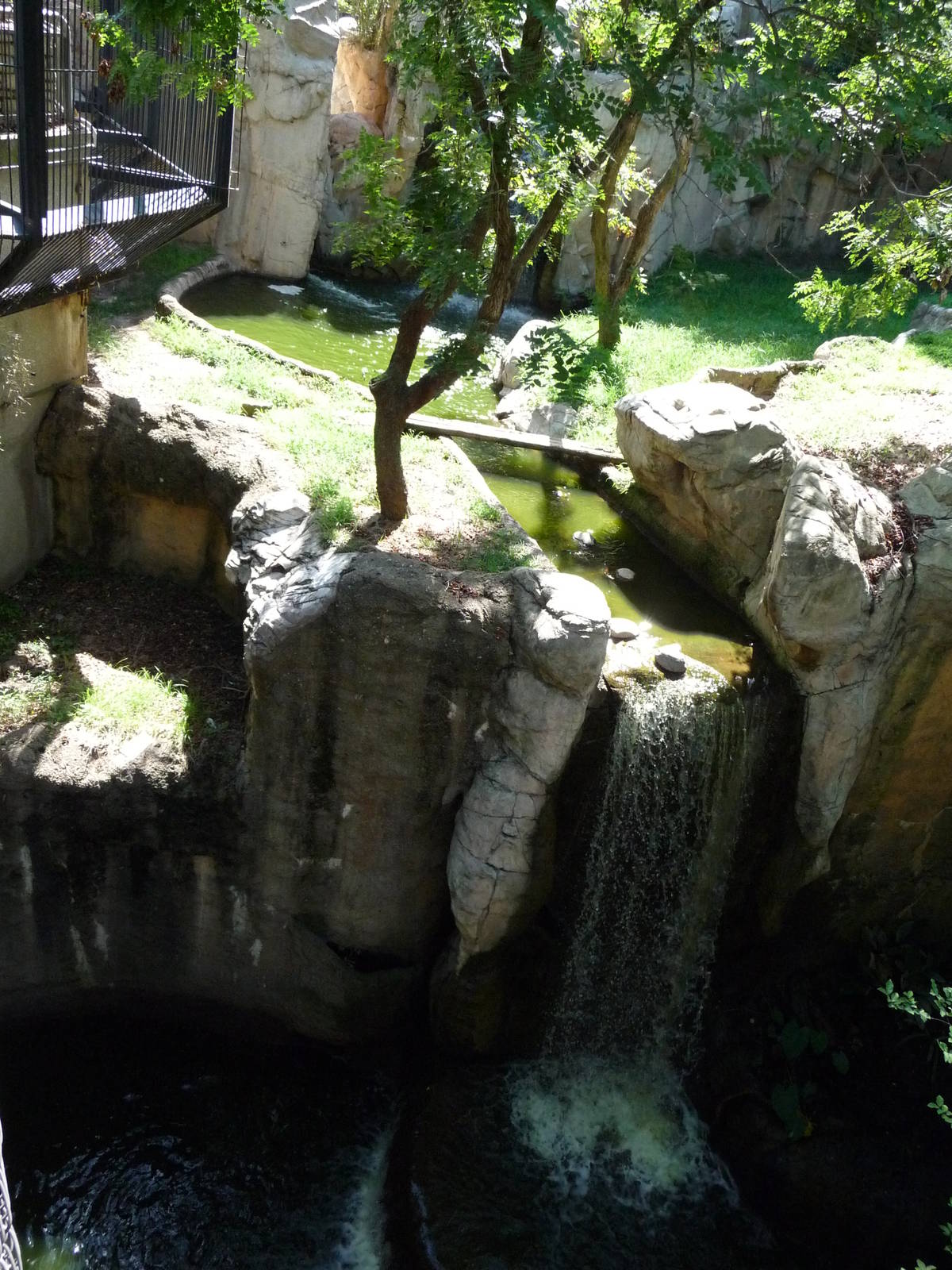 Fort Worth Zoo - White Bengal Tiger Exhibit