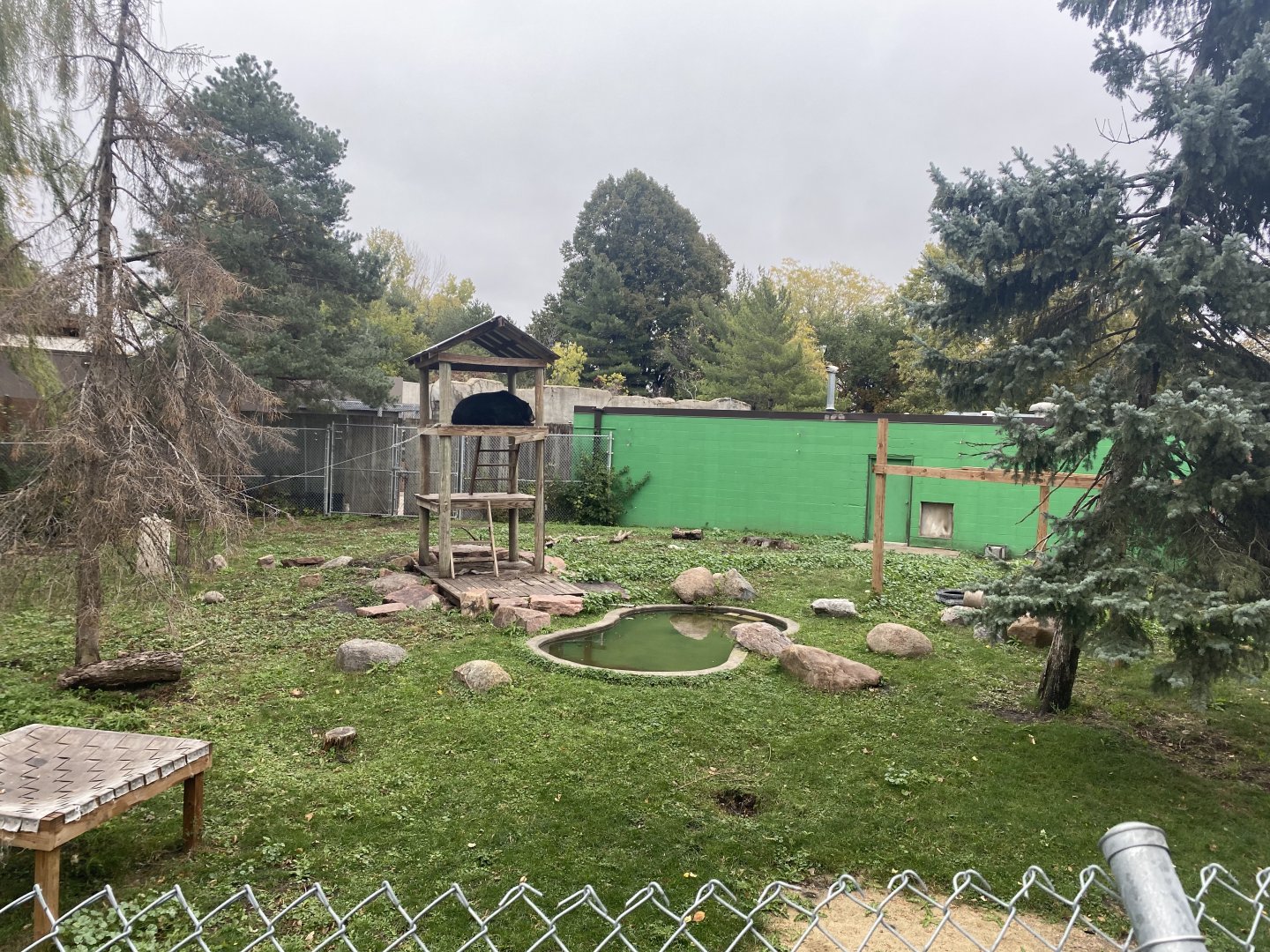 Fortress of the Bears - American Black Bear Exhibit